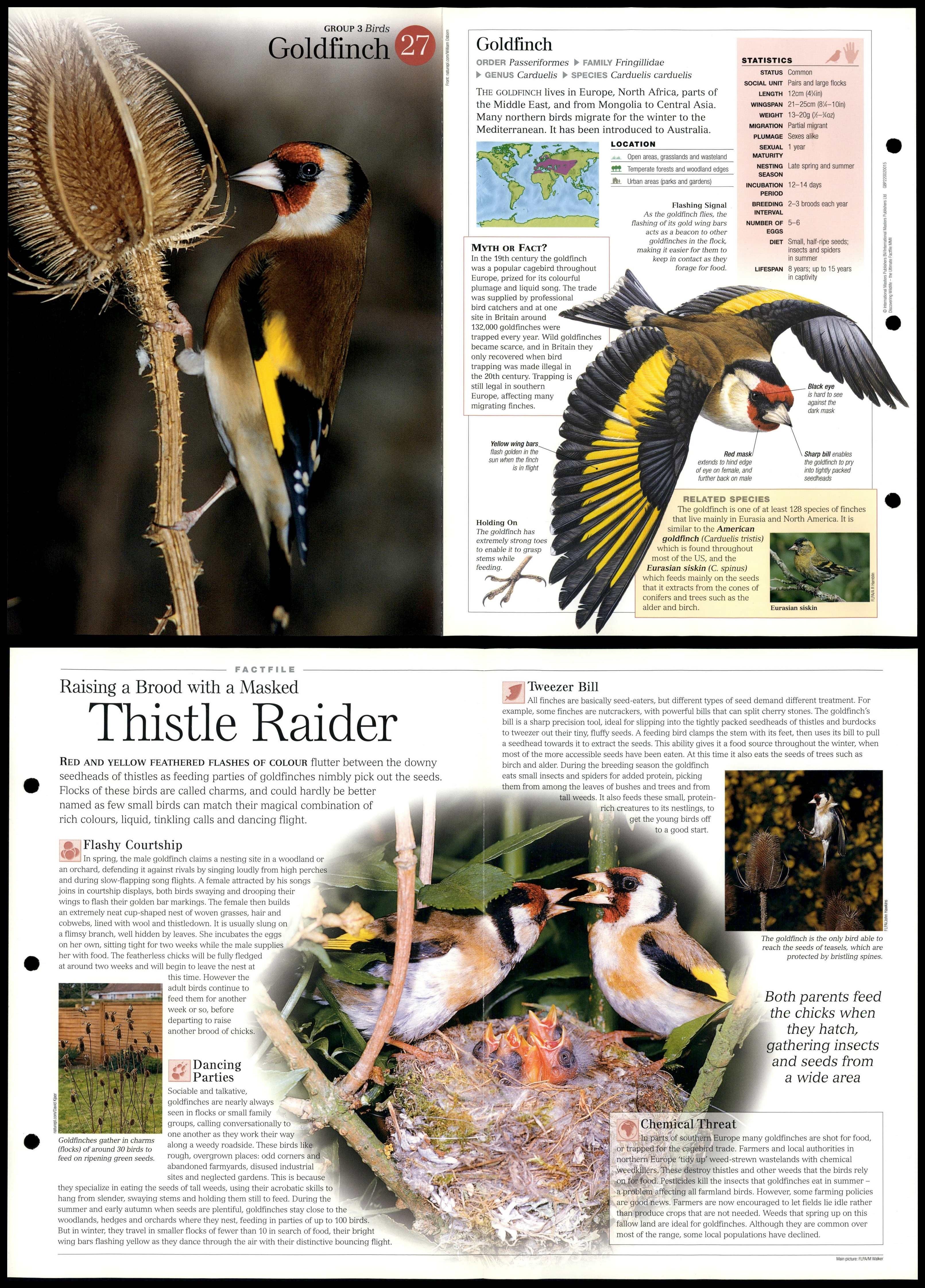 Goldfinch #27 Birds - Discovering Wildlife Fact File Fold-Out Card