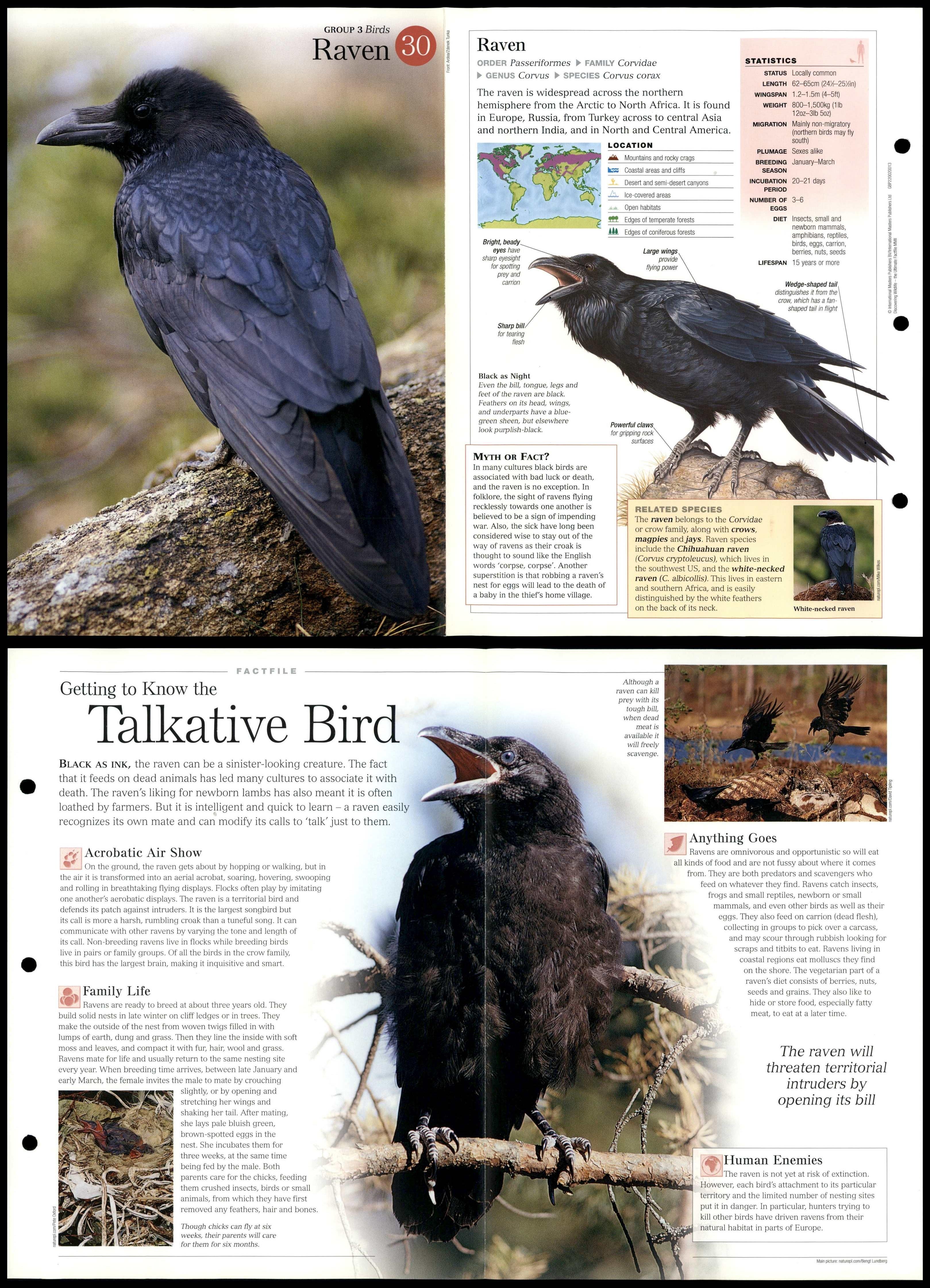 Raven #30 Birds - Discovering Wildlife Fact File Fold-Out Card