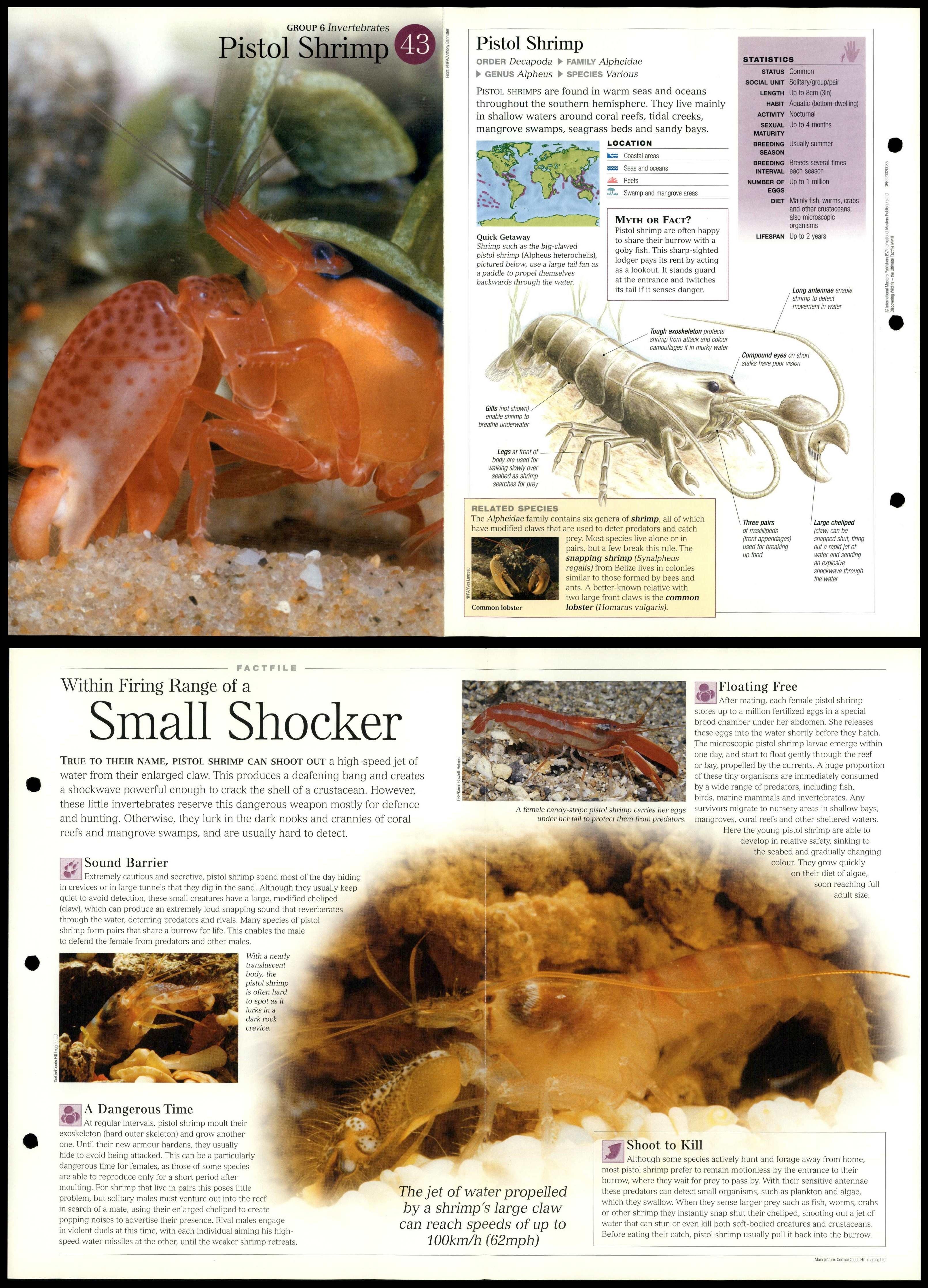 Pistol Shrimp #43 Invertebrates - Discovering Wildlife Fact File Fold ...