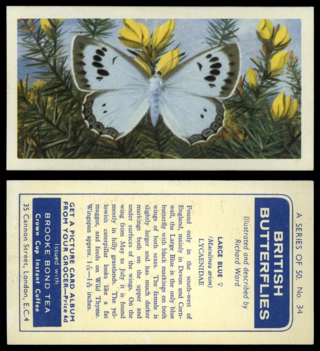 Large Blue 34 British Butterflies 1963 Brooke Bond Tea Card