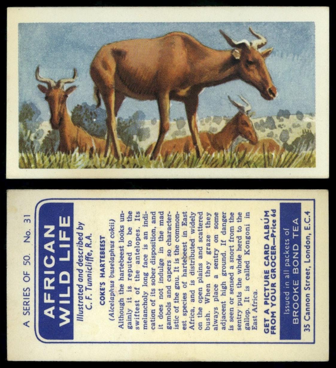 Coke's Hartebeest #31 African Wild Life 1962 Brooke Bond Tea Card