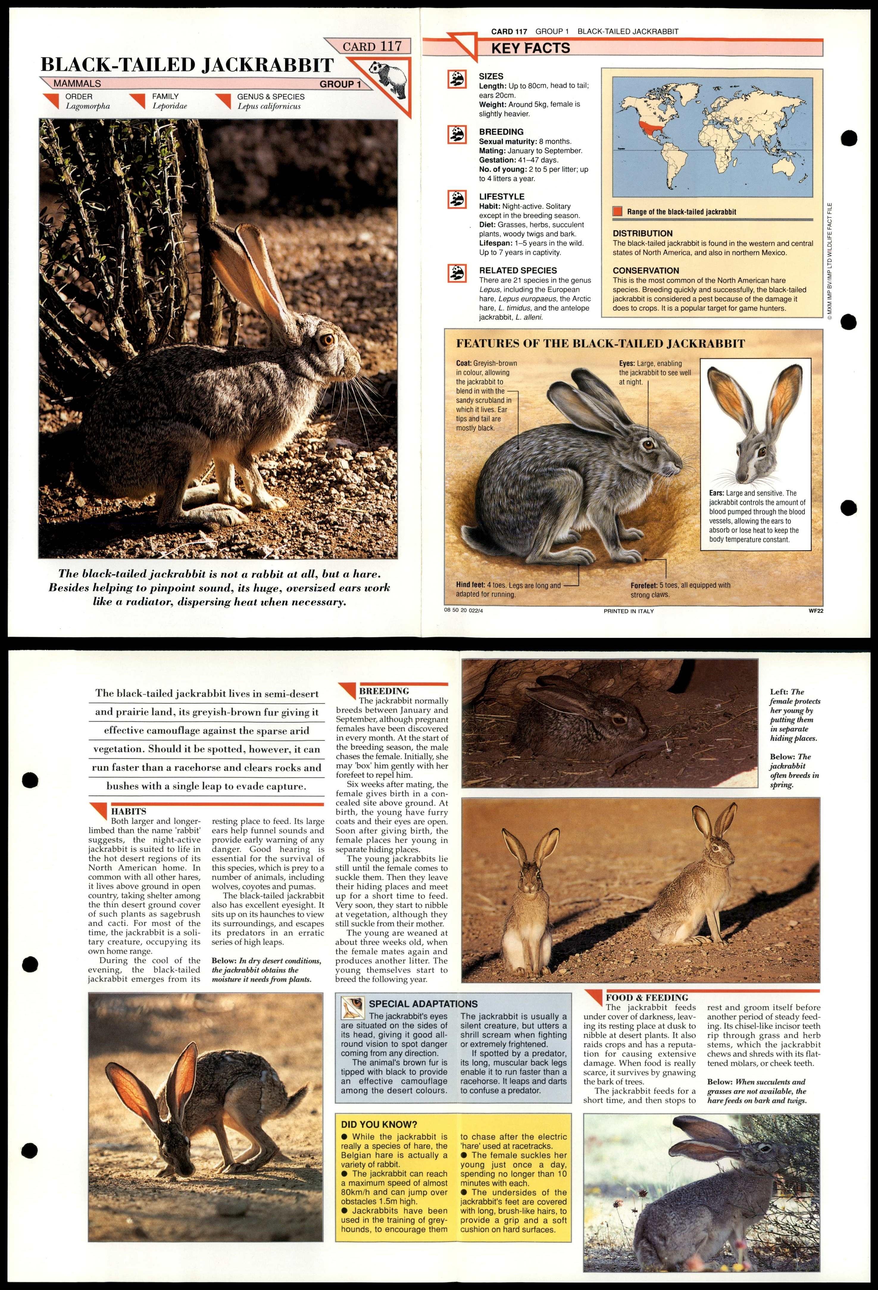 Black-Tailed Jackrabbit #117 Mammals Wildlife Fact File Fold-Out Card - Picture 2 of 2