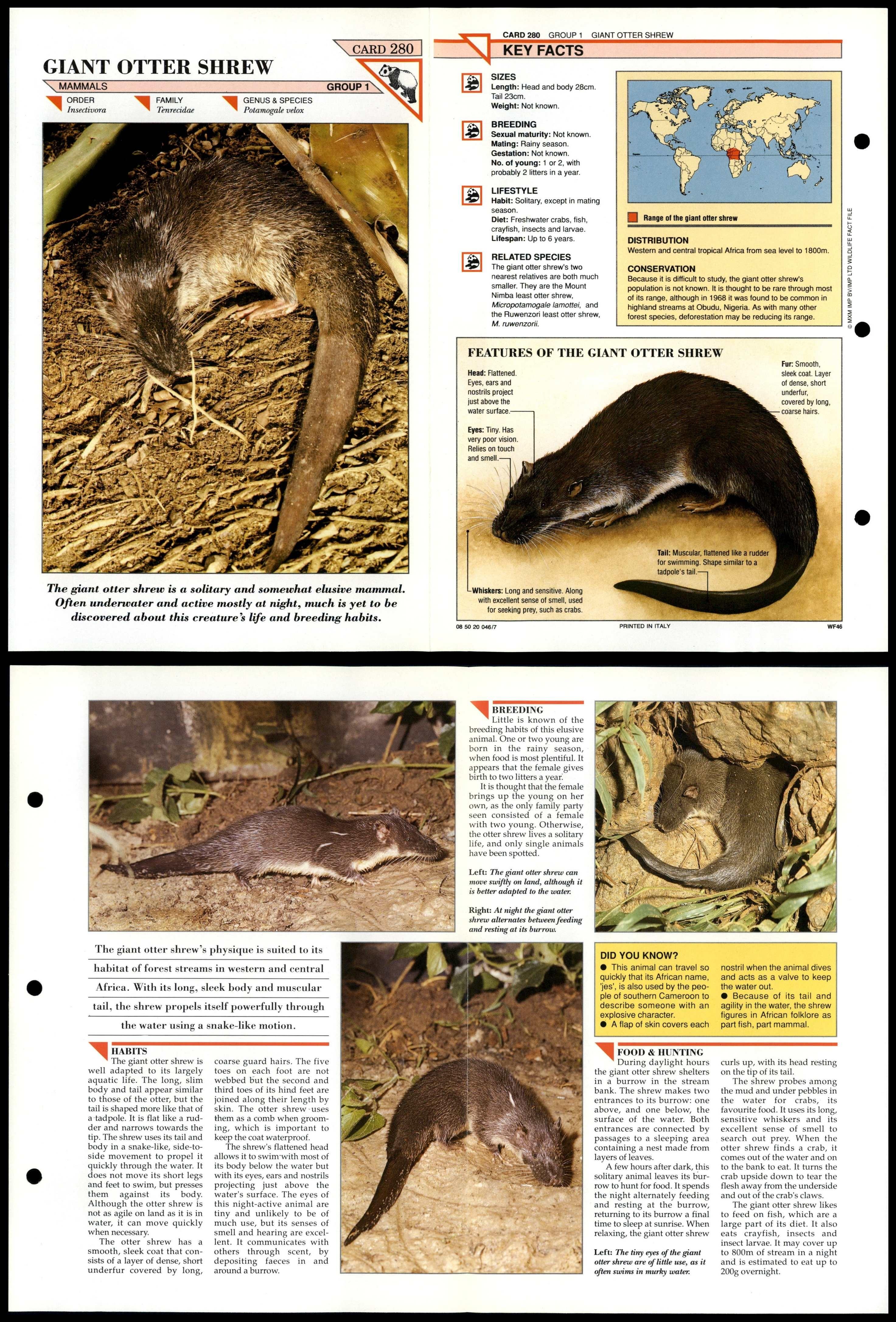 Giant Otter Shrew #280 Mammals Wildlife Fact File Fold-Out Card