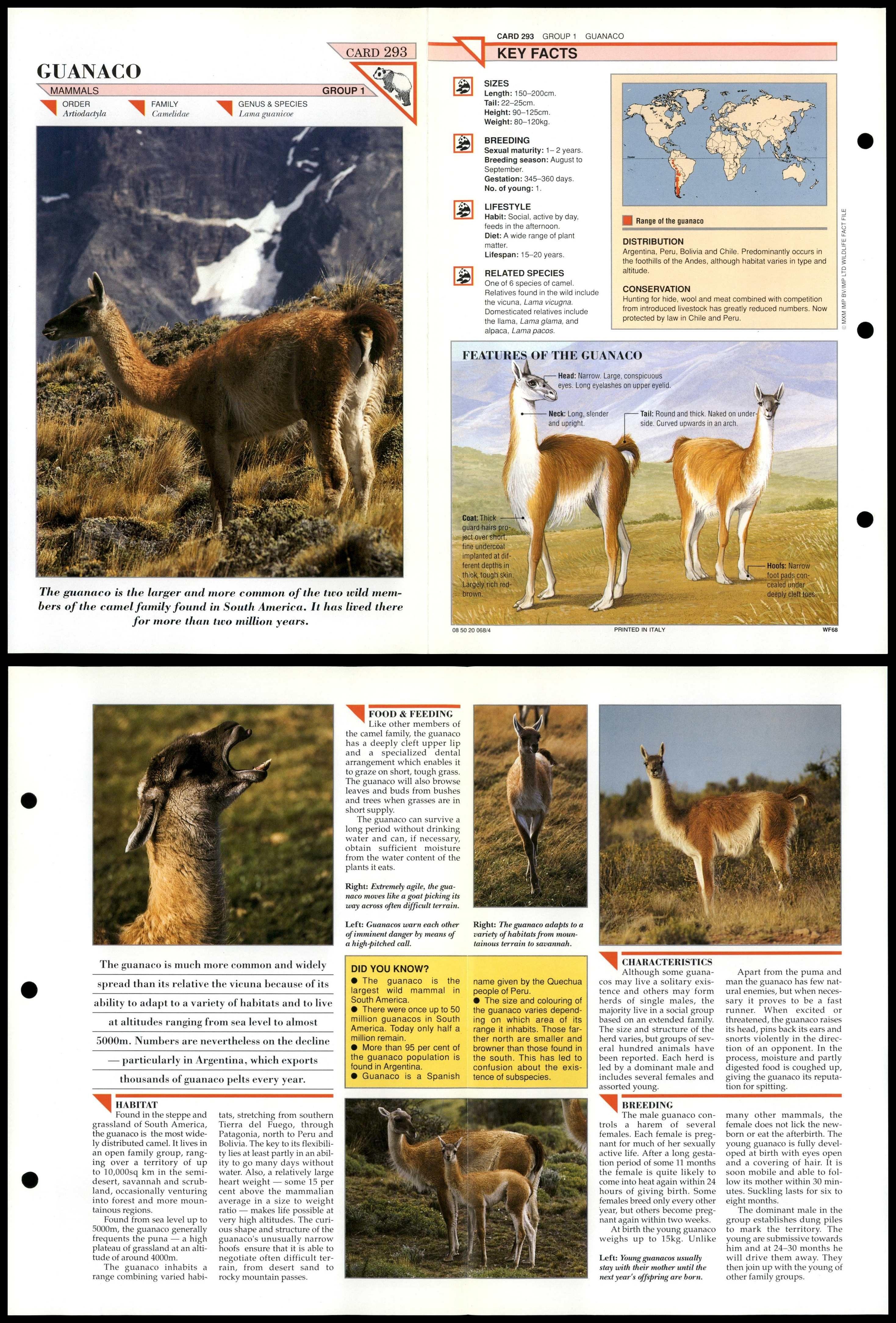 Guanaco #293 Mammals Wildlife Fact File Fold-Out Card