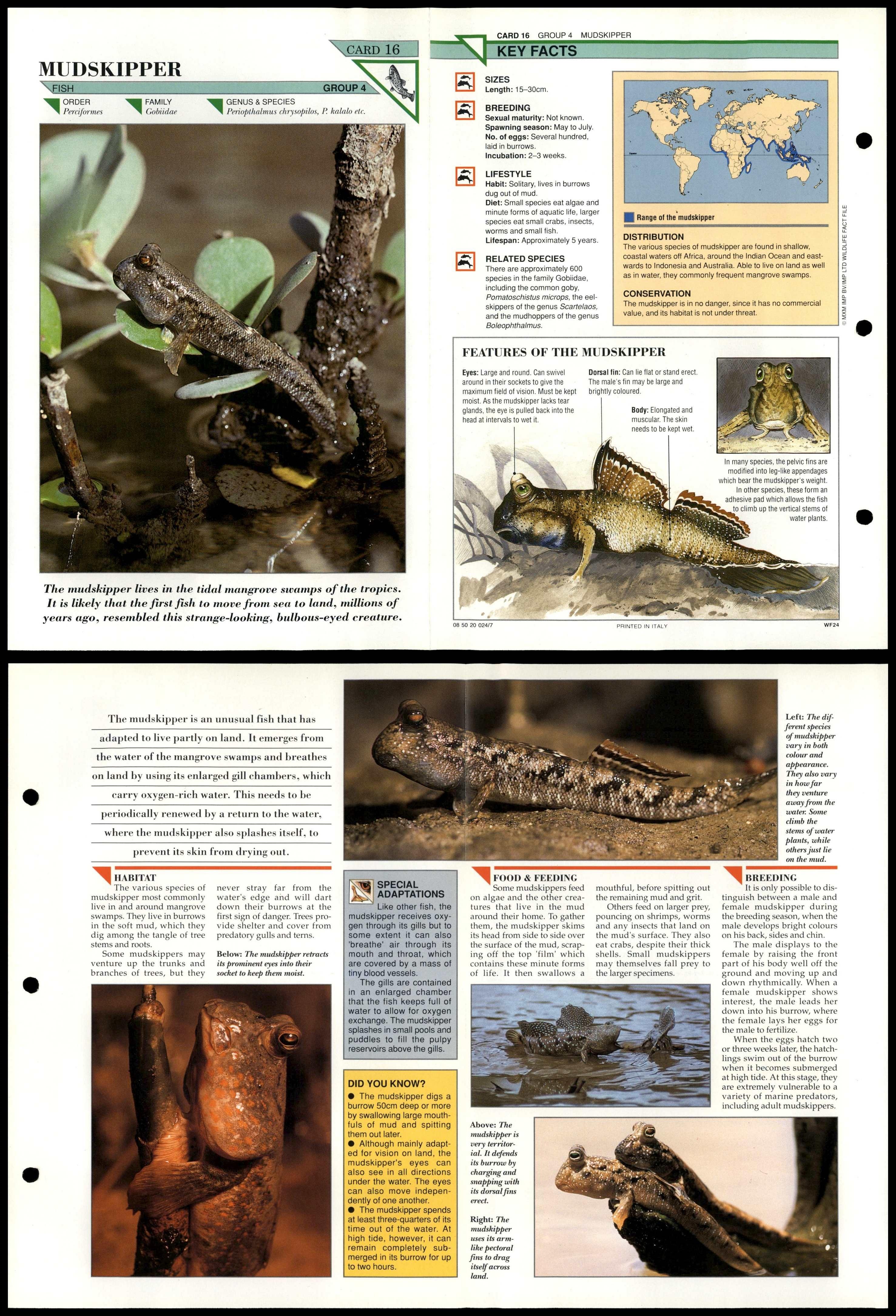Mudskipper #16 Fish Wildlife Fact File Fold-Out Card - Picture 1 of 2