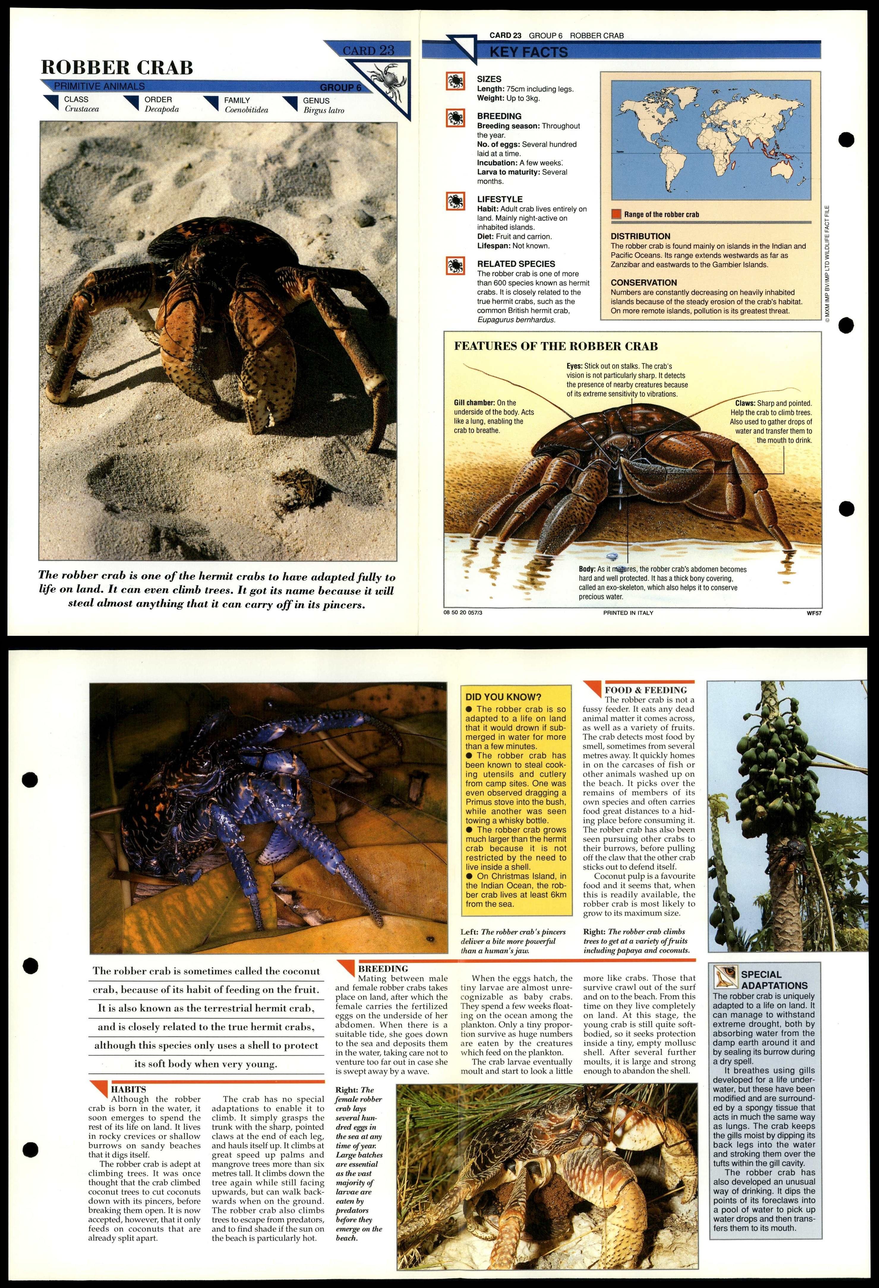 Robber Crab 23 Primitive Wildlife Fact File FoldOut Card