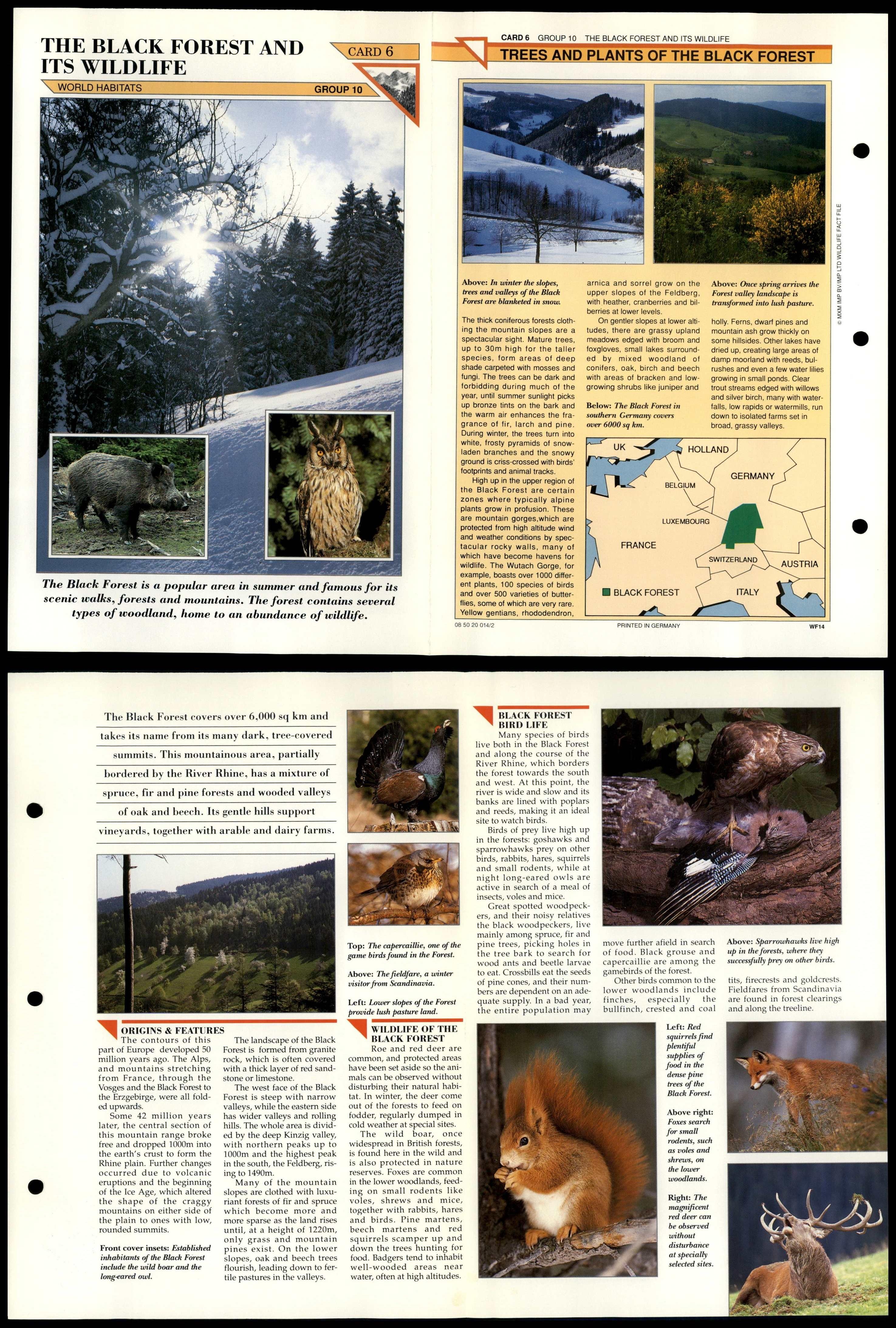 The Black Forest #6 World Habitats Wildlife Fact File Fold-Out Card | eBay