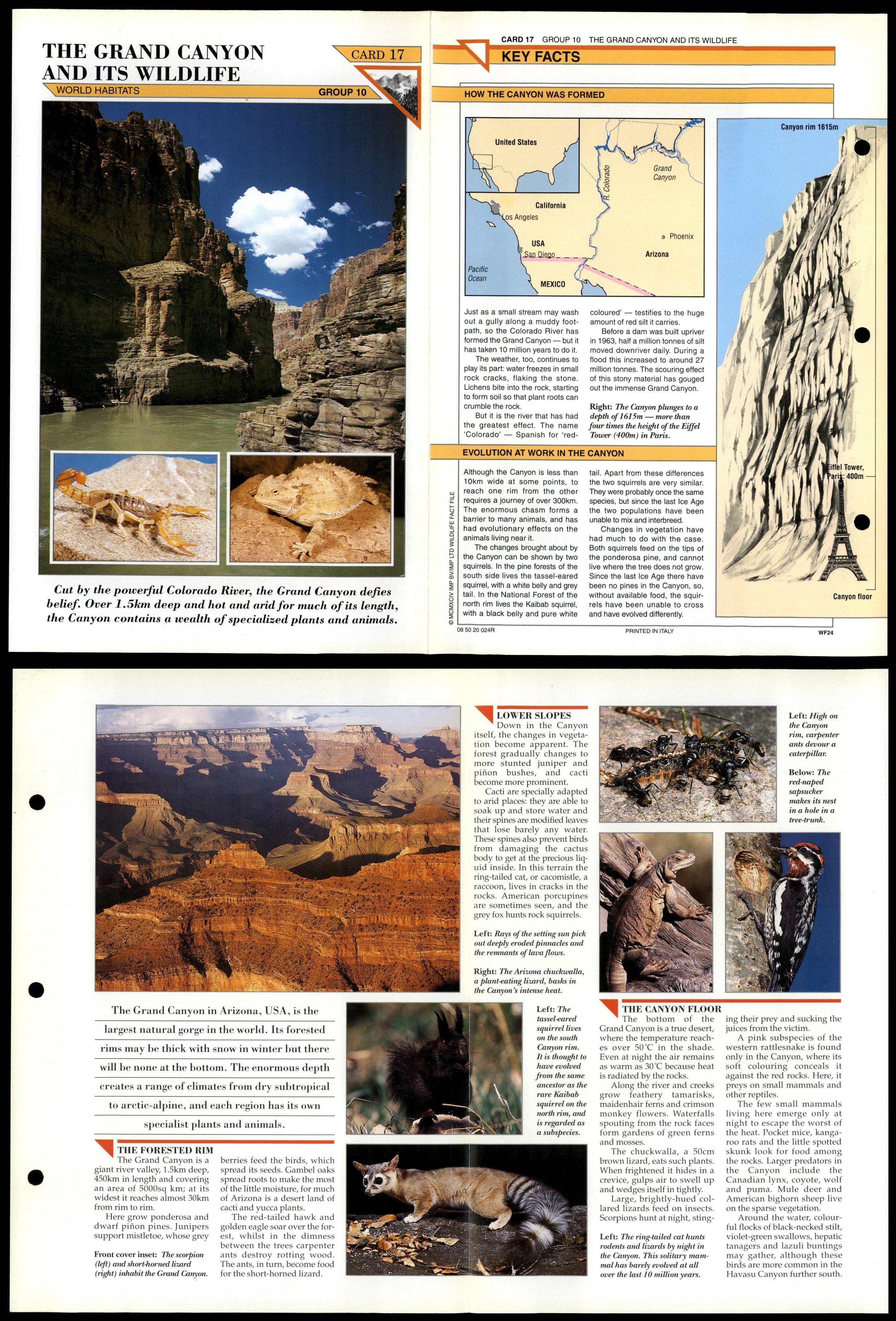 The Grand Canyon #17 World Habitats Wildlife Fact File Fold-Out Card