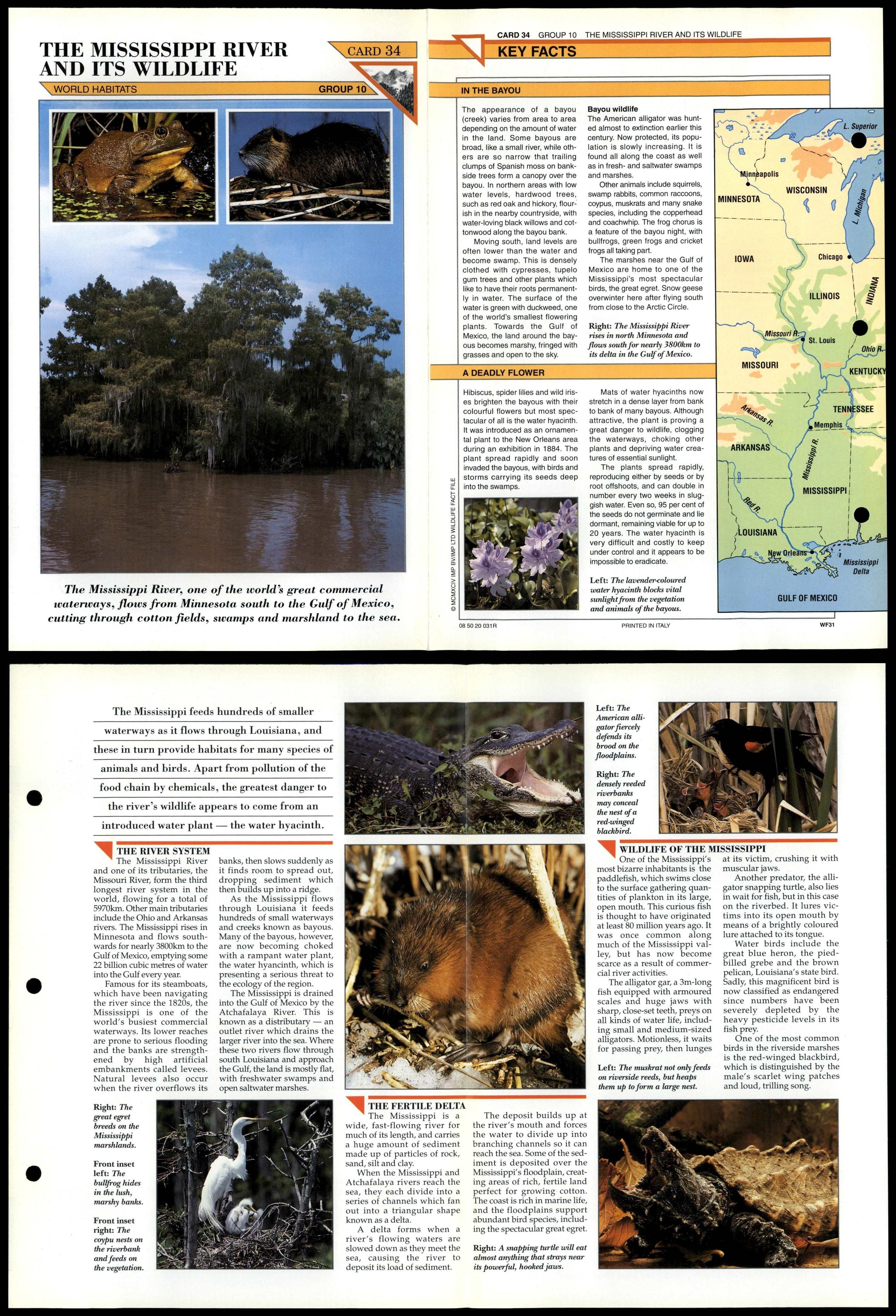 The Mississippi River #34 World Habitats Wildlife Fact File Fold-Out Card