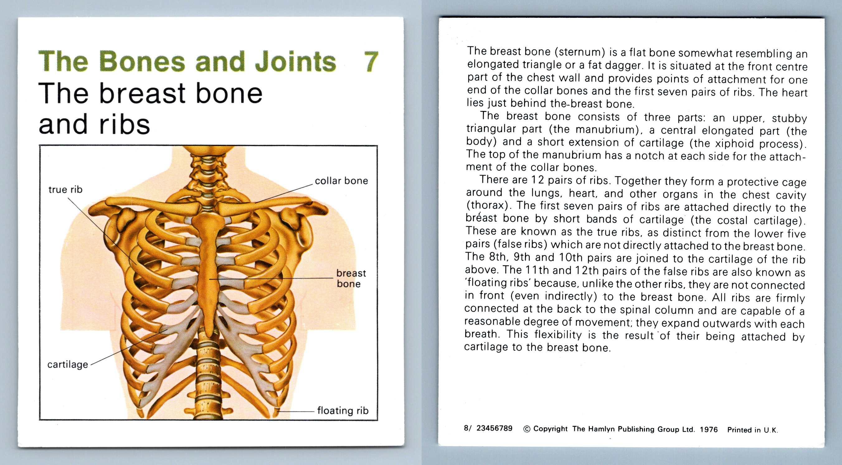 Breast Bone & Ribs 7 Bones & Joints Home Medical Guide 19758 Hamlyn Card
