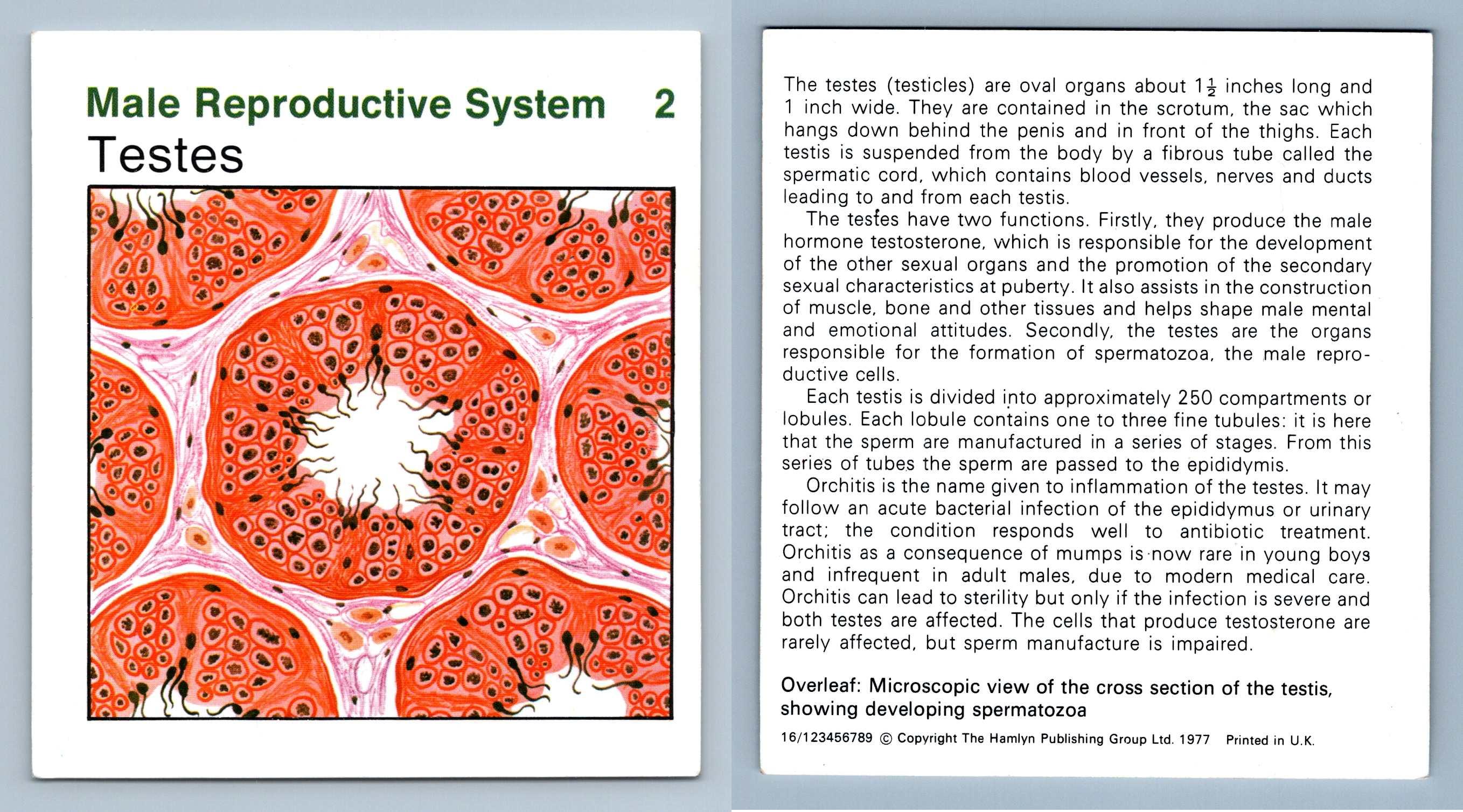 Testes 2 Male Home Medical Guide 19758 Hamlyn Card