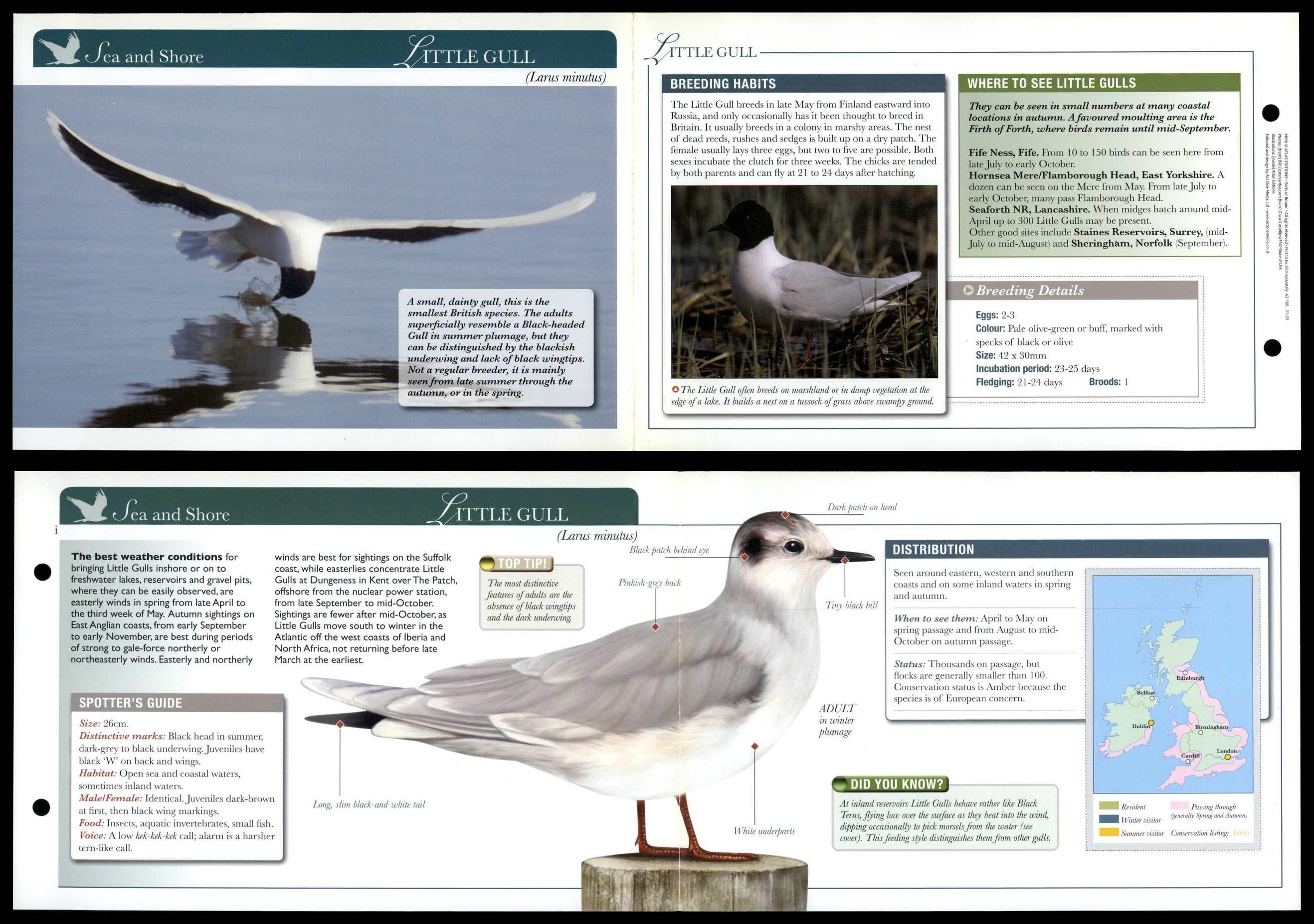 Little Gull - Sea & Shore - Birds Of Britain Atlas Editions Fold Out Card