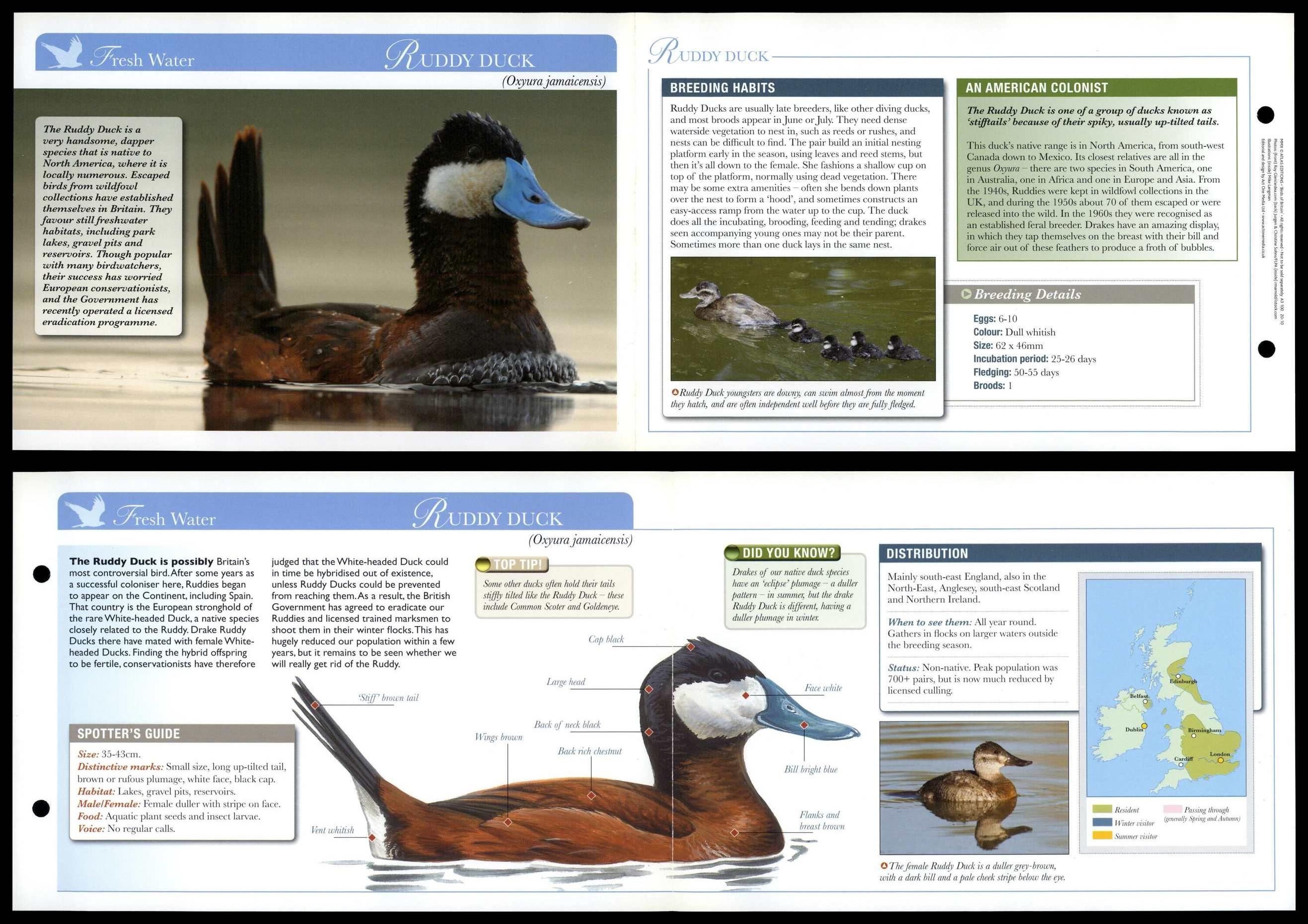 Ruddy Duck - Fresh Water - Birds Of Britain Atlas Editions Fold Out Card