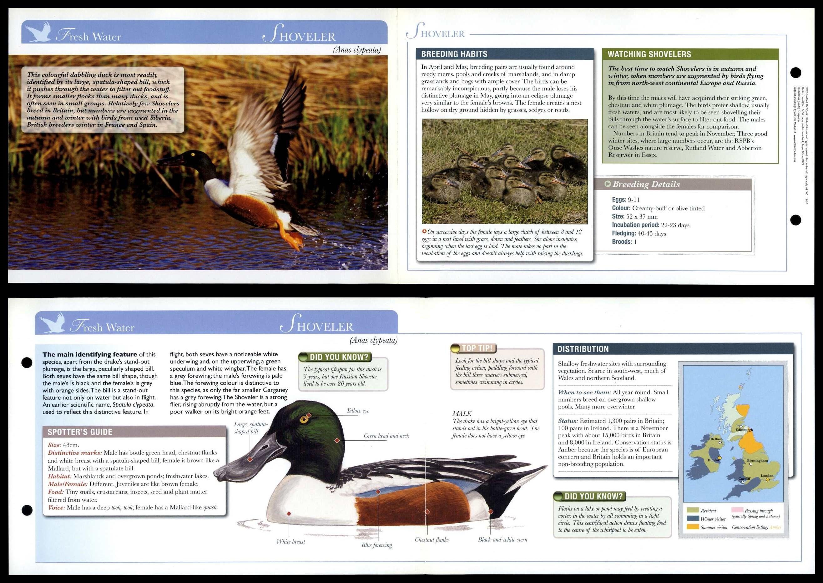 Shoveller - Fresh Water - Birds Of Britain Atlas Editions Fold Out Card