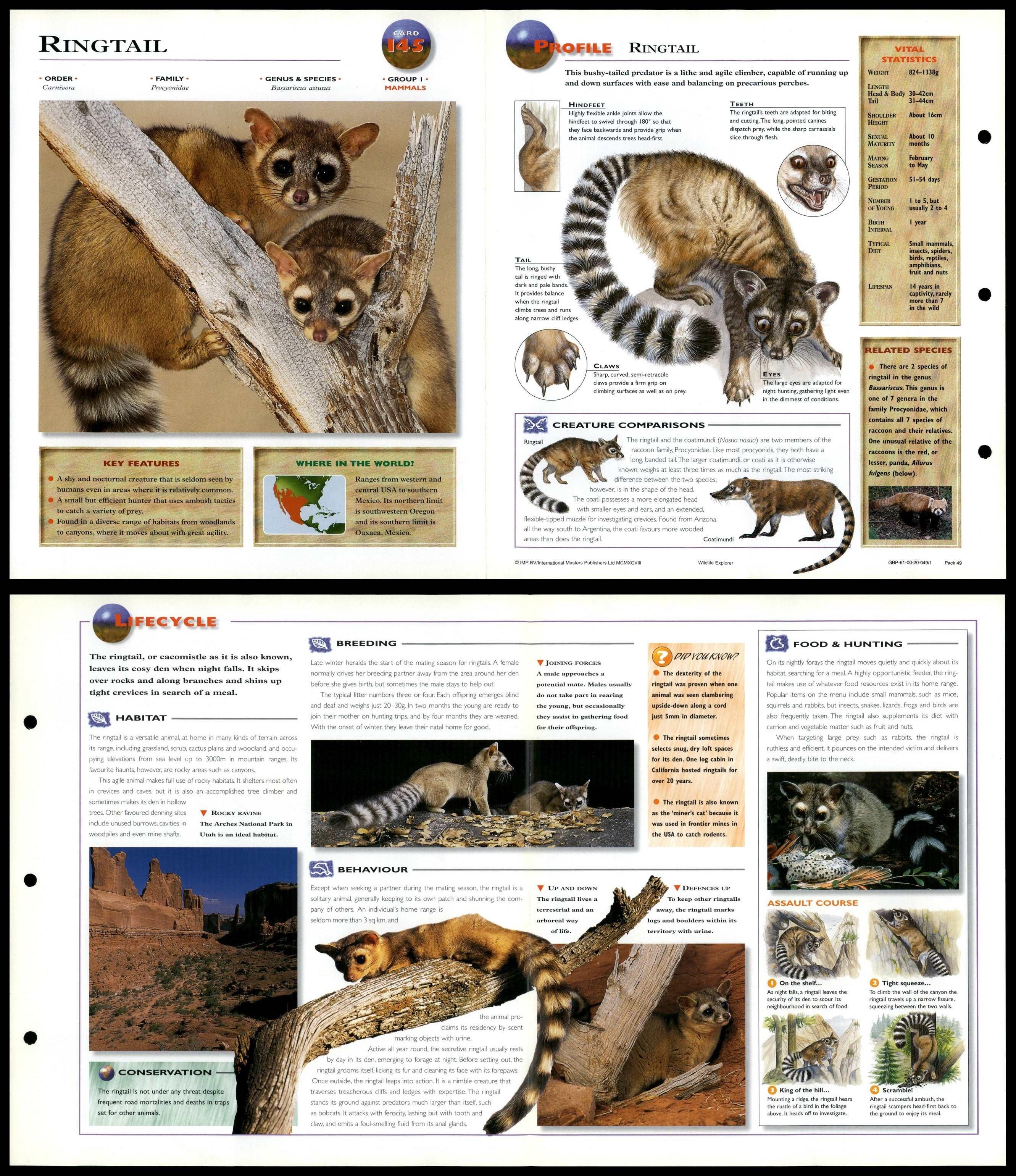 Ringtail #145 Mammals - Wildlife Explorer Fold-Out Card