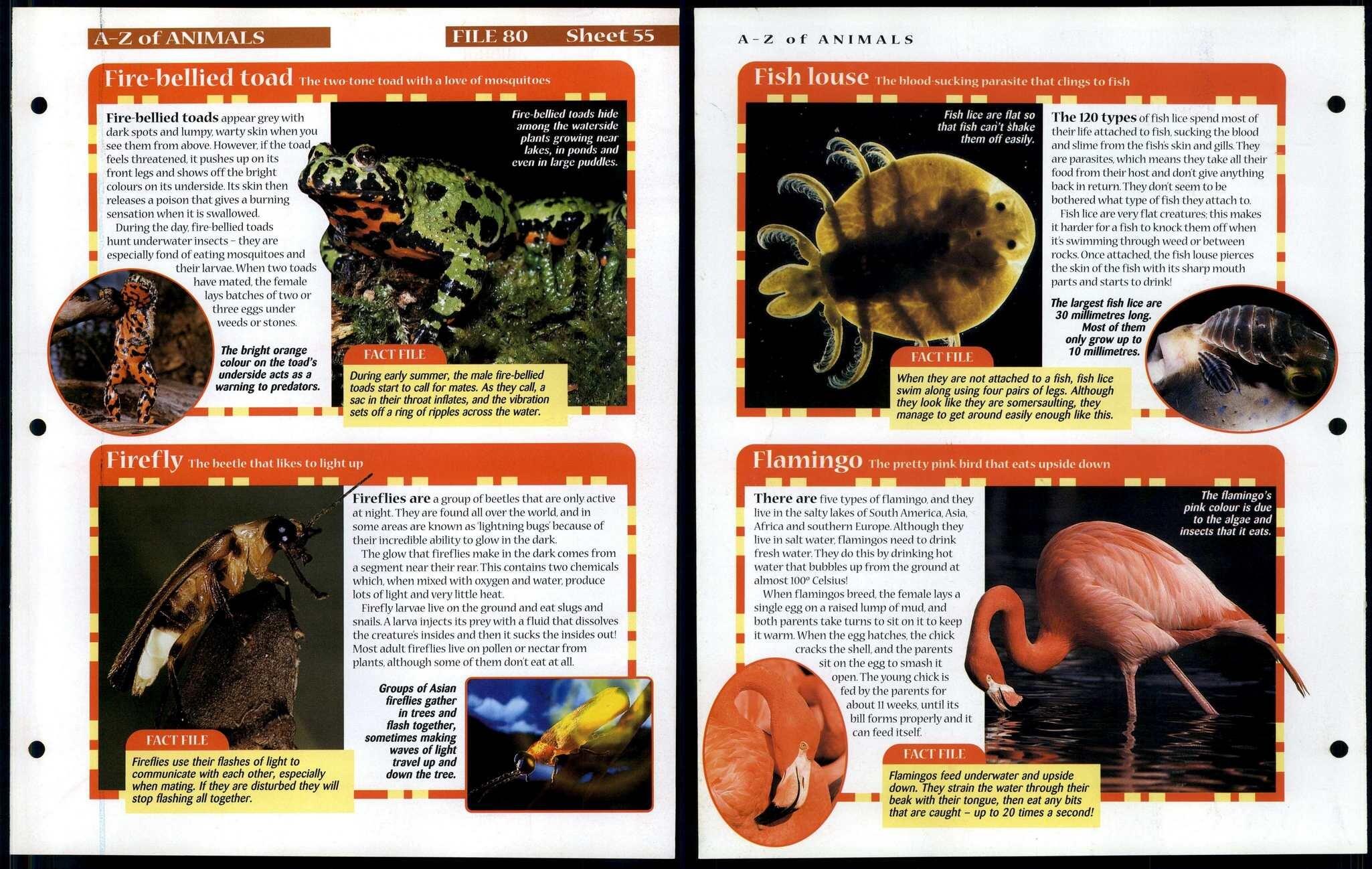 Toad Fact File Fire-Bellied Toad - Flamingo #55 A-Z Animals, Animals, Animals Fact ...
