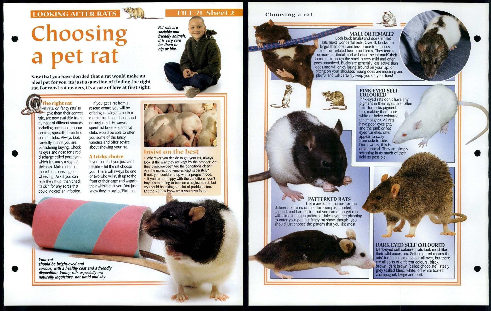 Choosing A Rat #2 Looking After Animals, Animals, Animals Fact 