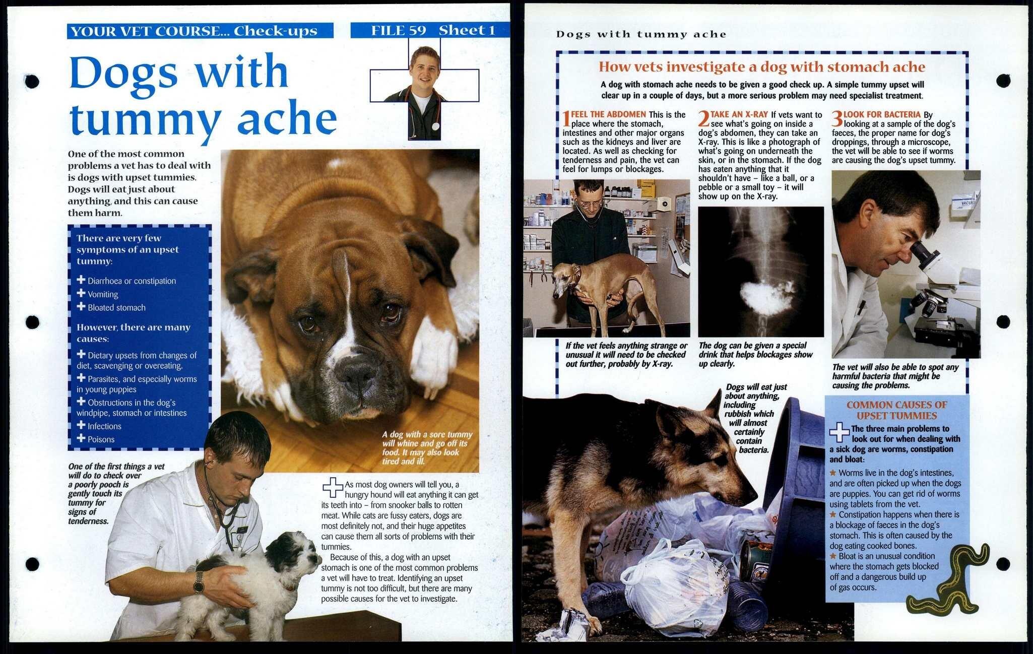 Dogs With Tummy Ache 1 Vet Course Animals, Animals, Animals Fact File Page