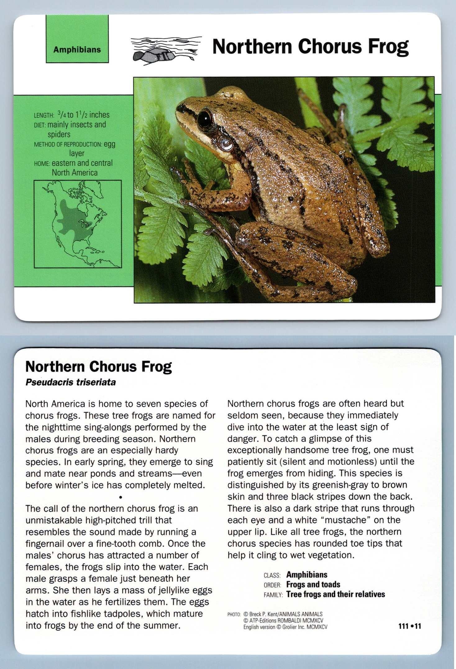 Northern Chorus Frog 111.11 Amphibians Grolier Wildlife Adventure Card