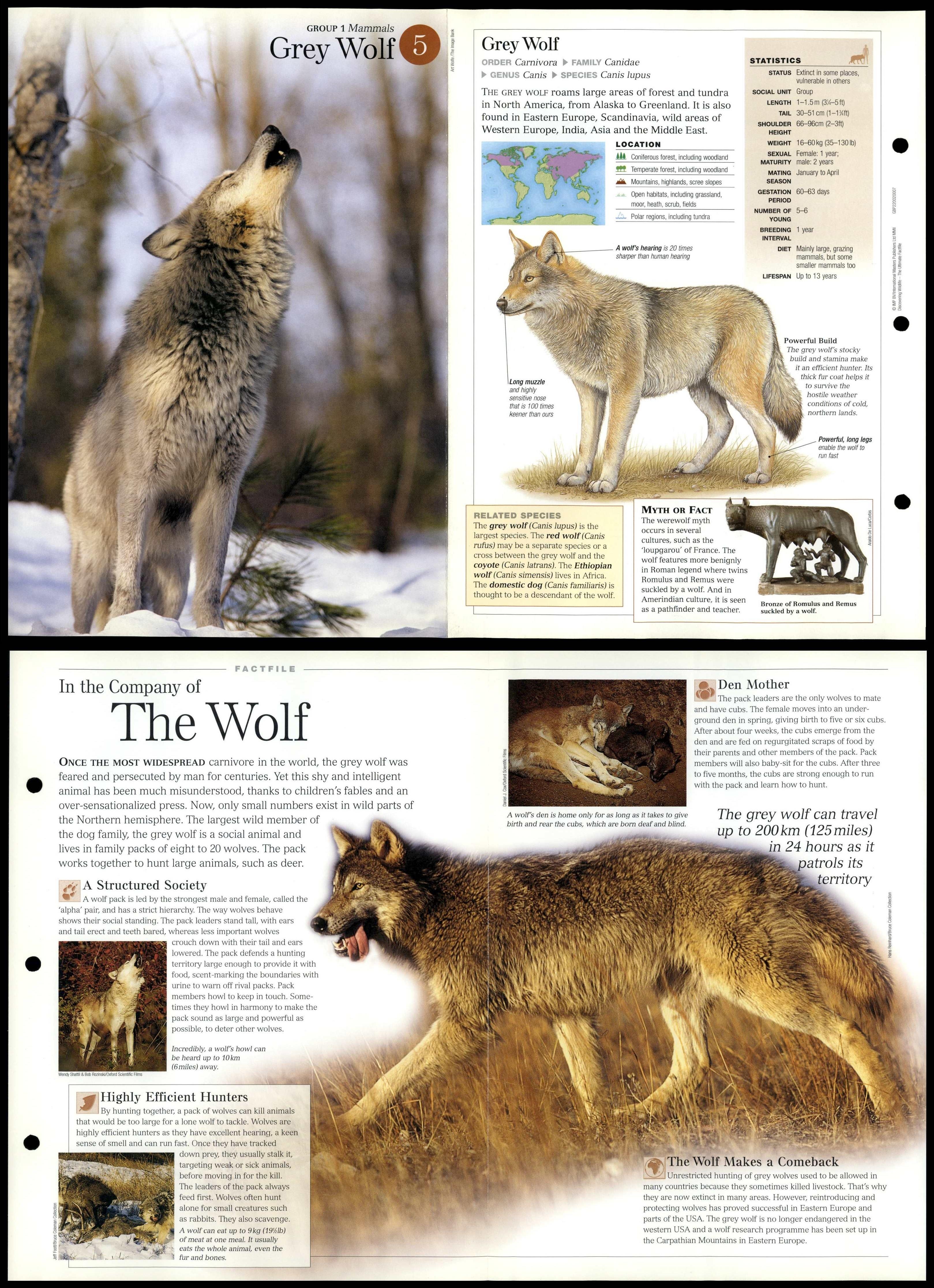 Grey Wolf 5 Mammals Discovering Wildlife Fact File Fold Out Card