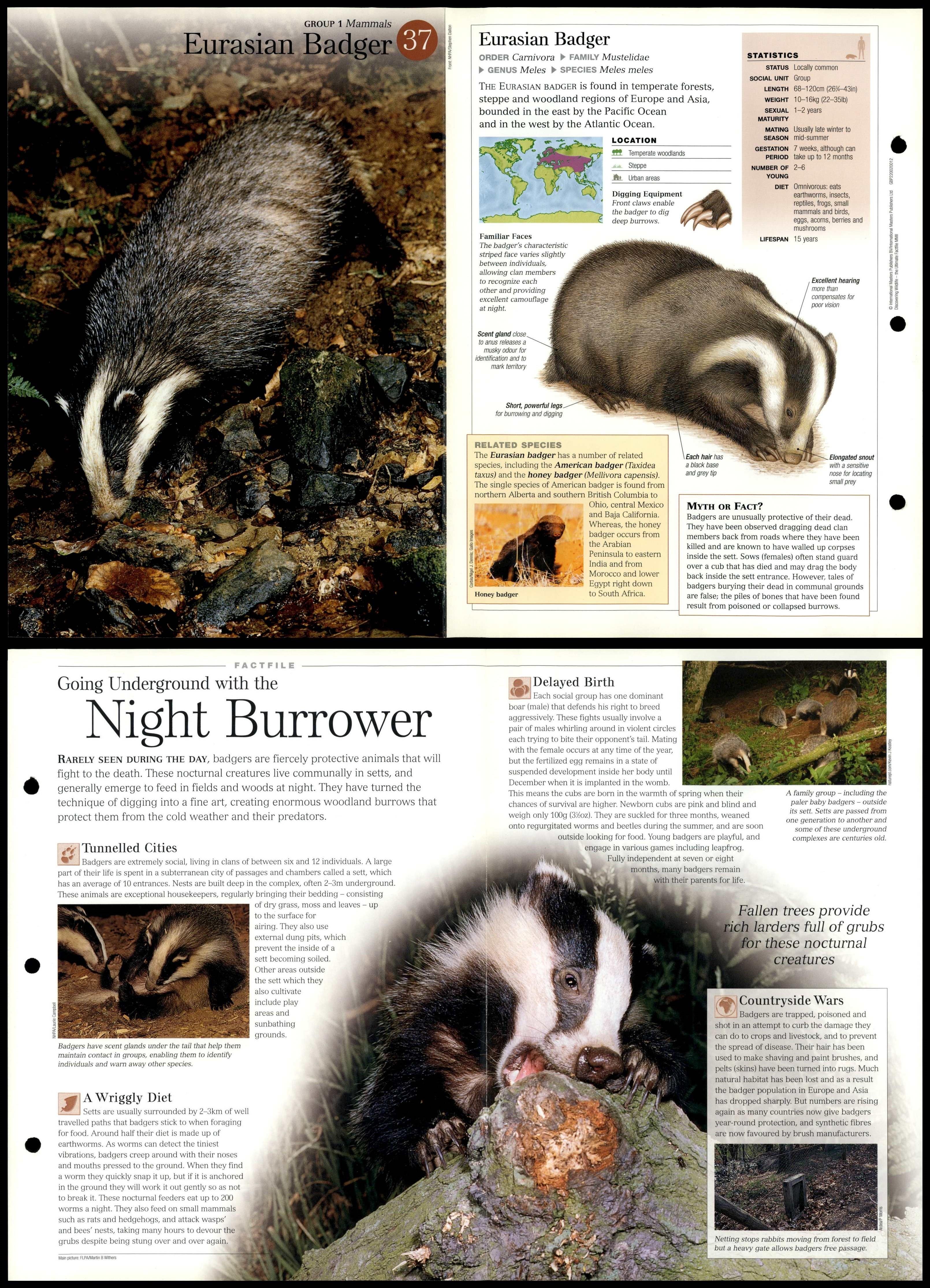 Eurasian Badger #37 Mammals - Discovering Wildlife Fact File Fold-Out Card