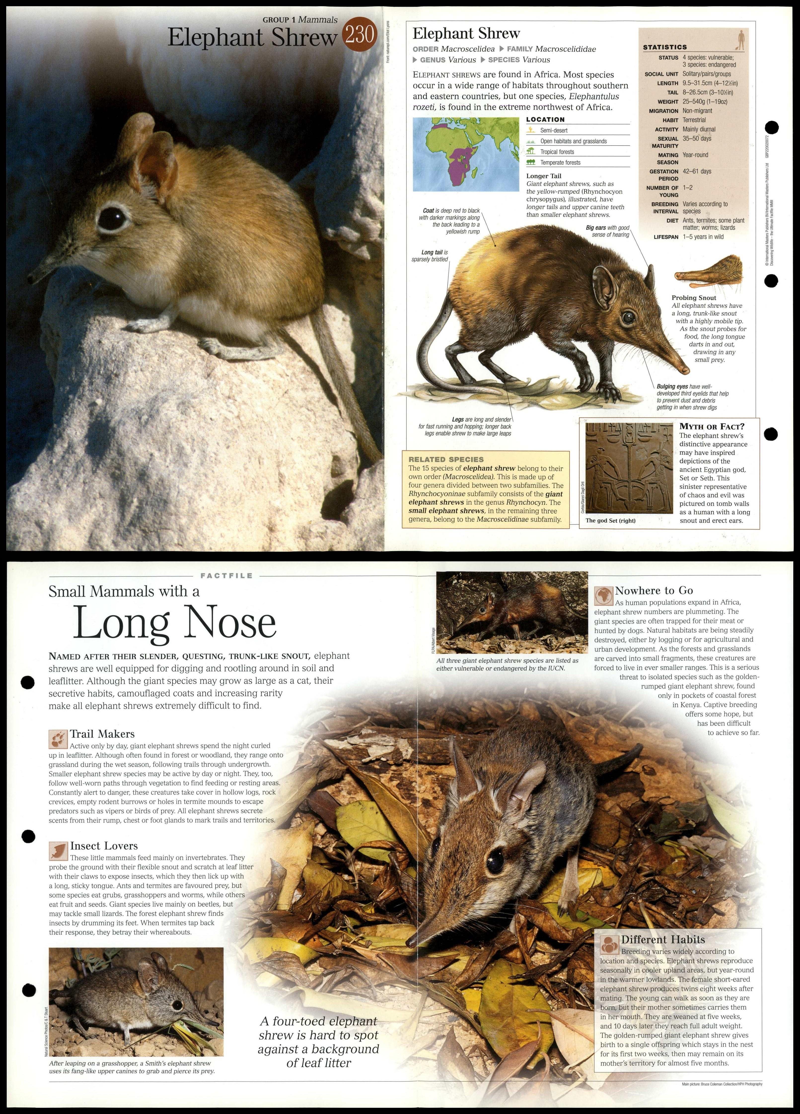 Elephant Shrew #230 Mammals - Discovering Wildlife Fact File Fold-Out Card