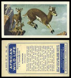 Gazelle TEA CARD UU617 BROOKE BOND AFRICAN WILD LIFE #40 THOMSON'S GAZELLE 