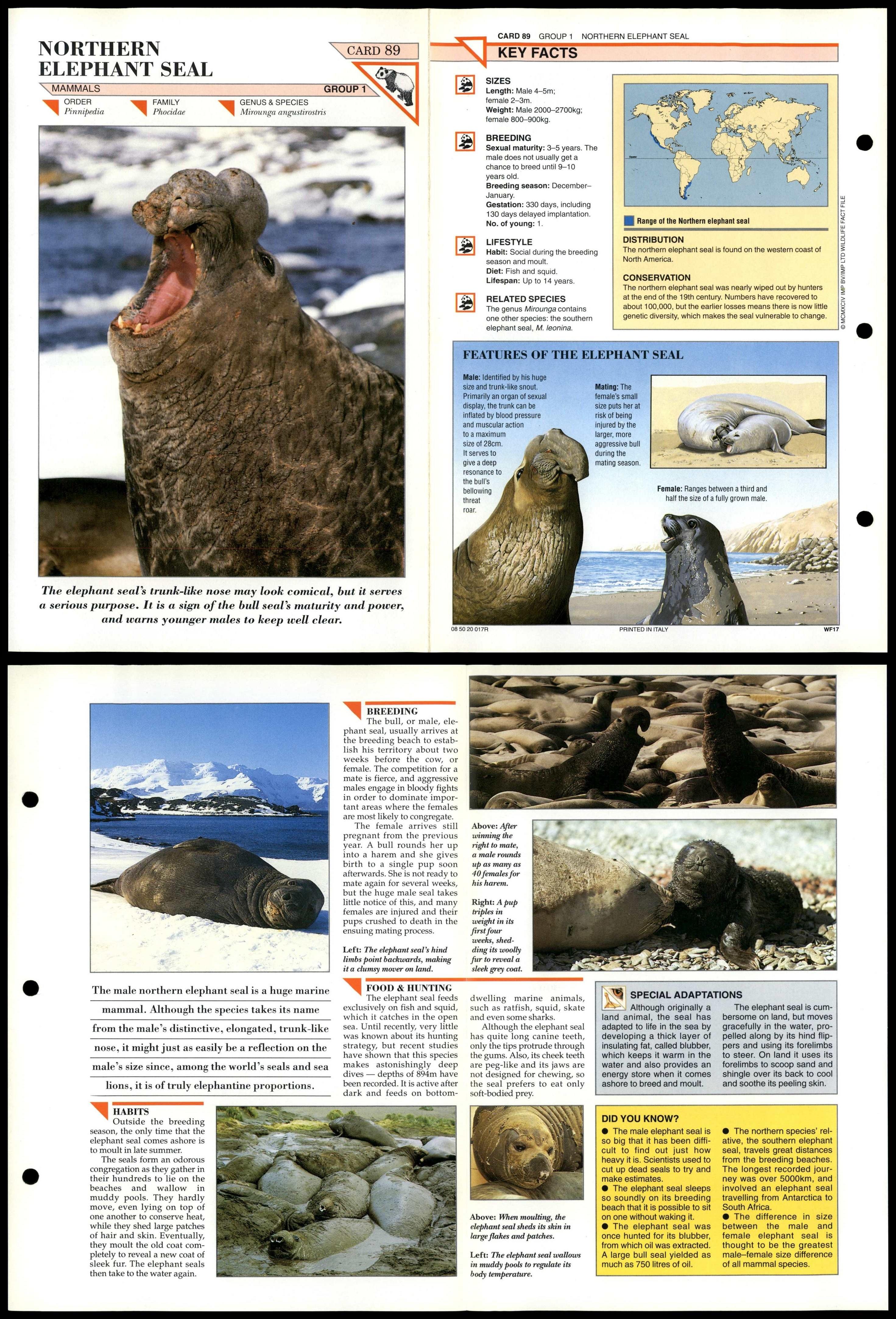 Elephant Seal #89 Mammals Wildlife Fact File Fold-Out Card