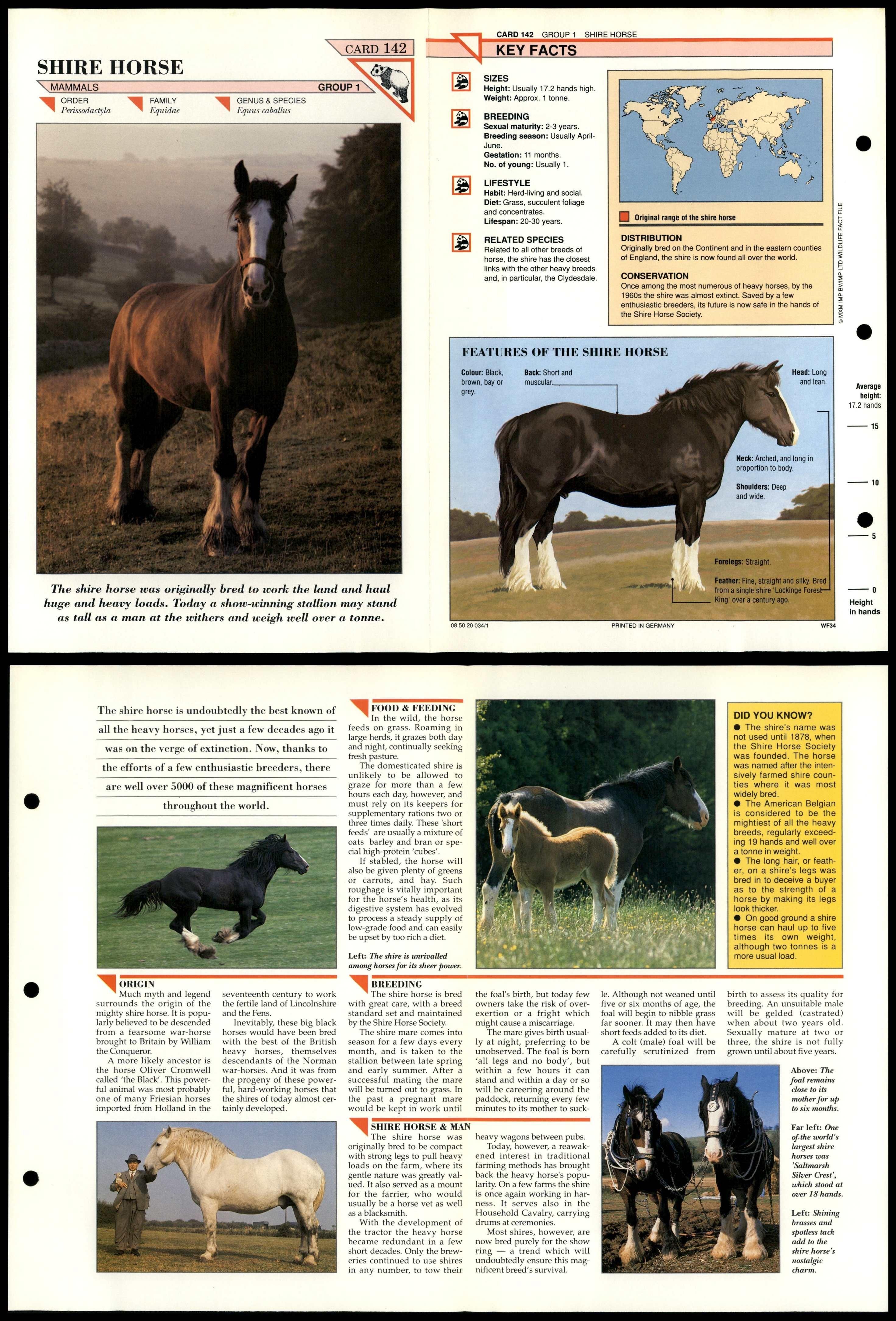 Shire Horse #142 Mammals Wildlife Fact File Fold-Out Card