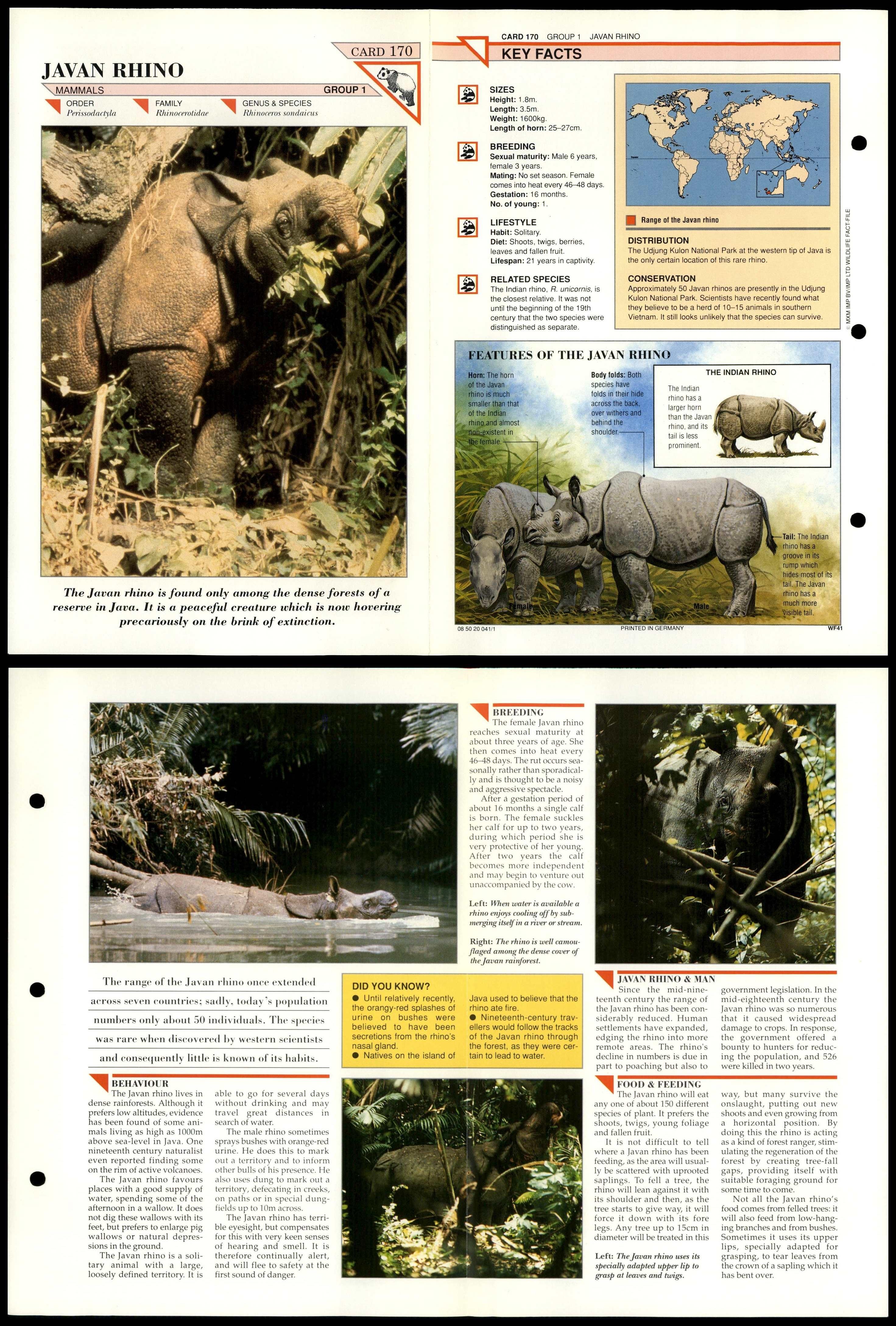 JAVAN RHINO #170 Mammals Wildlife Fact File Fold-Out Card $2.53 - PicClick