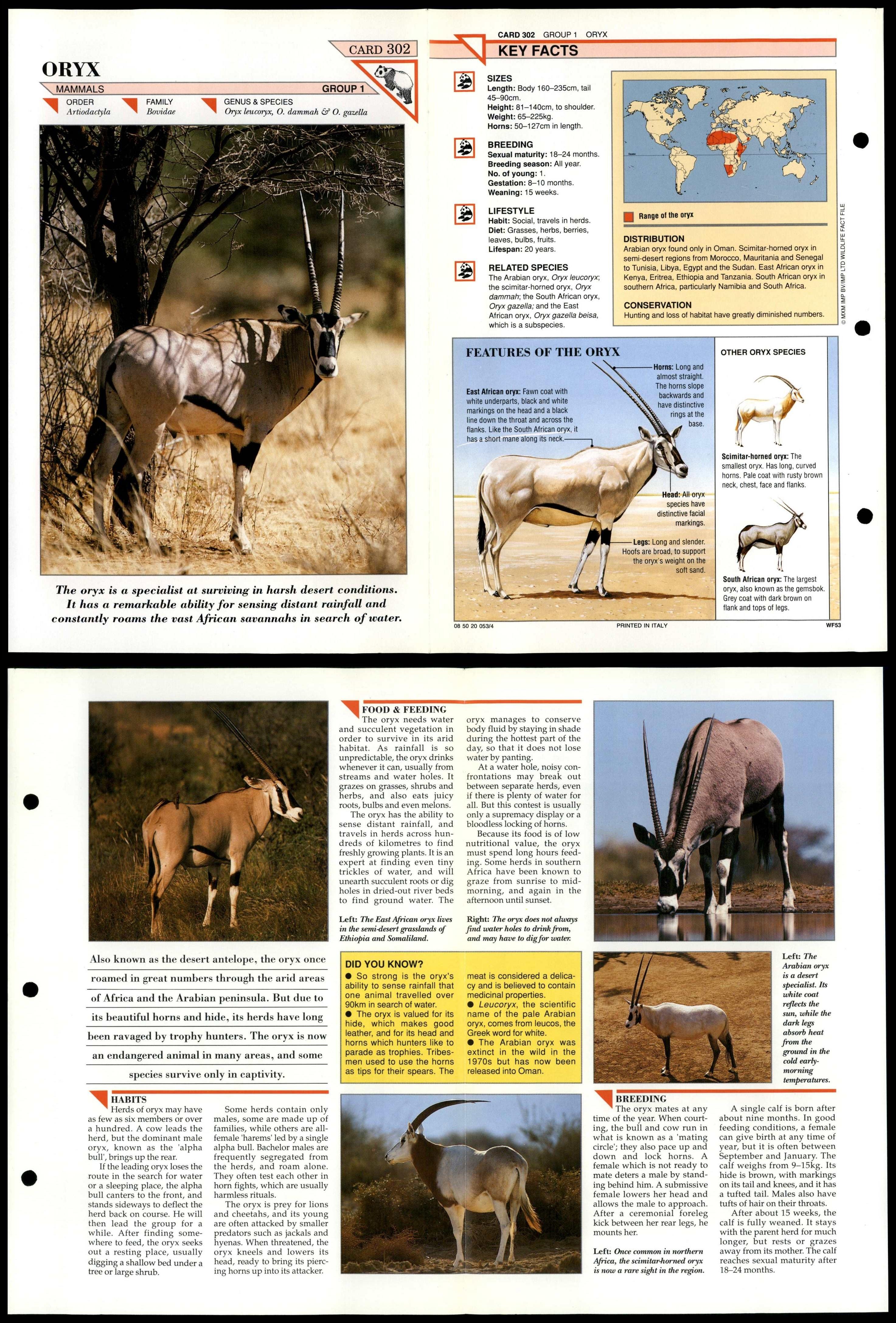 Oryx #302 Mammals Wildlife Fact File Fold-Out Card