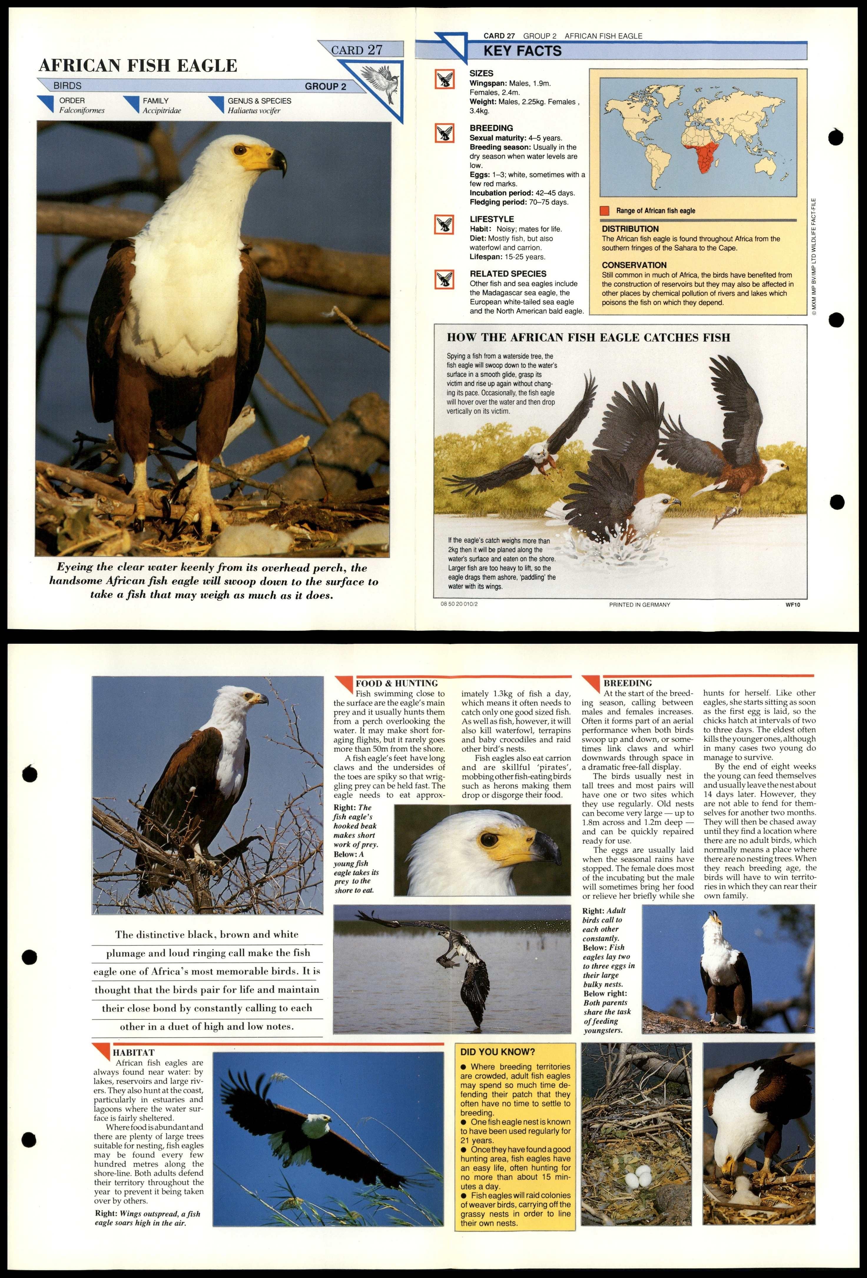 African Fish Eagle 27 Birds Wildlife Fact File FoldOut Card