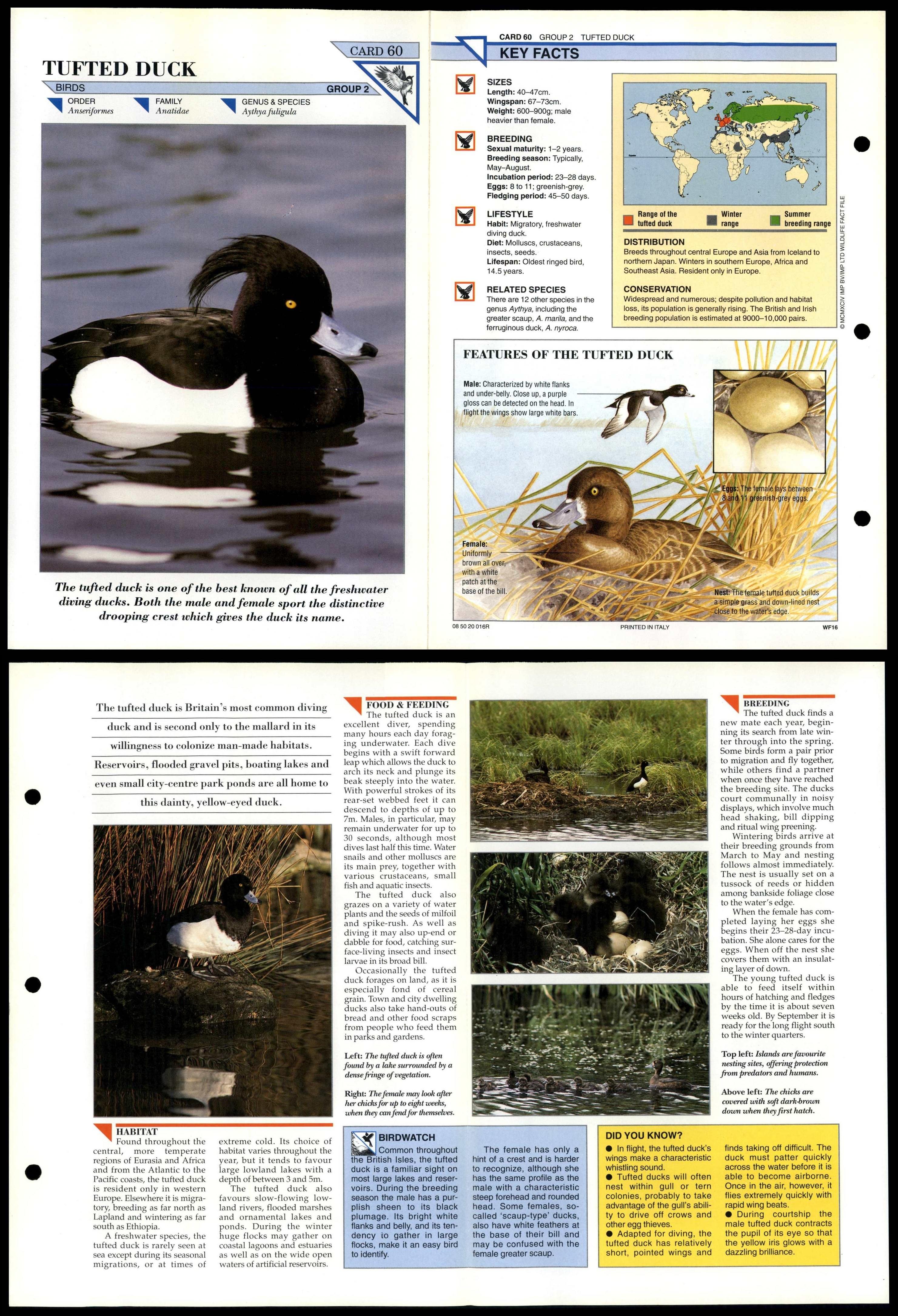 Tufted Duck #60 Birds Wildlife Fact File Fold-Out Card