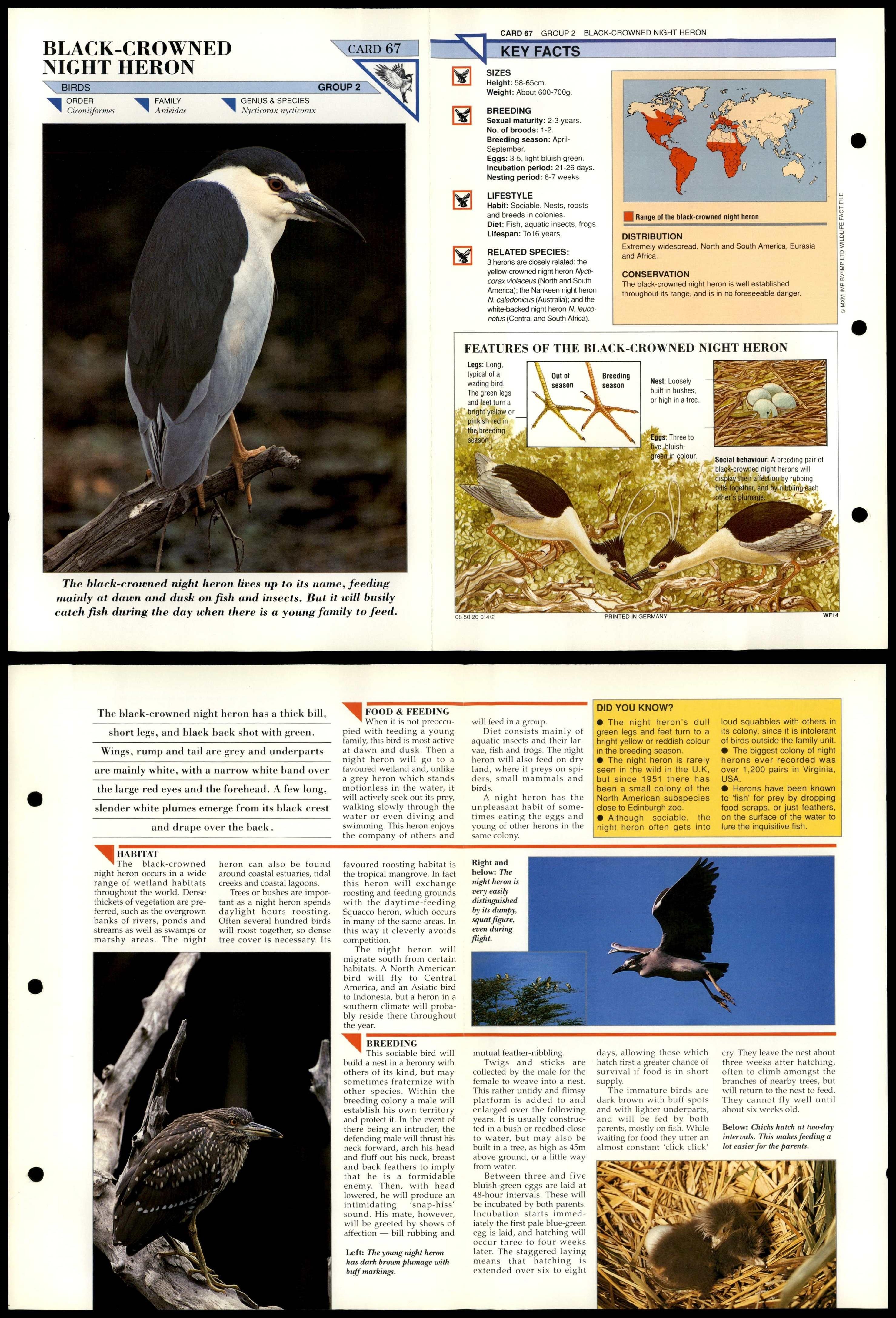 Black-Crowned Night Heron #67 Birds Wildlife Fact File Fold-Out Card