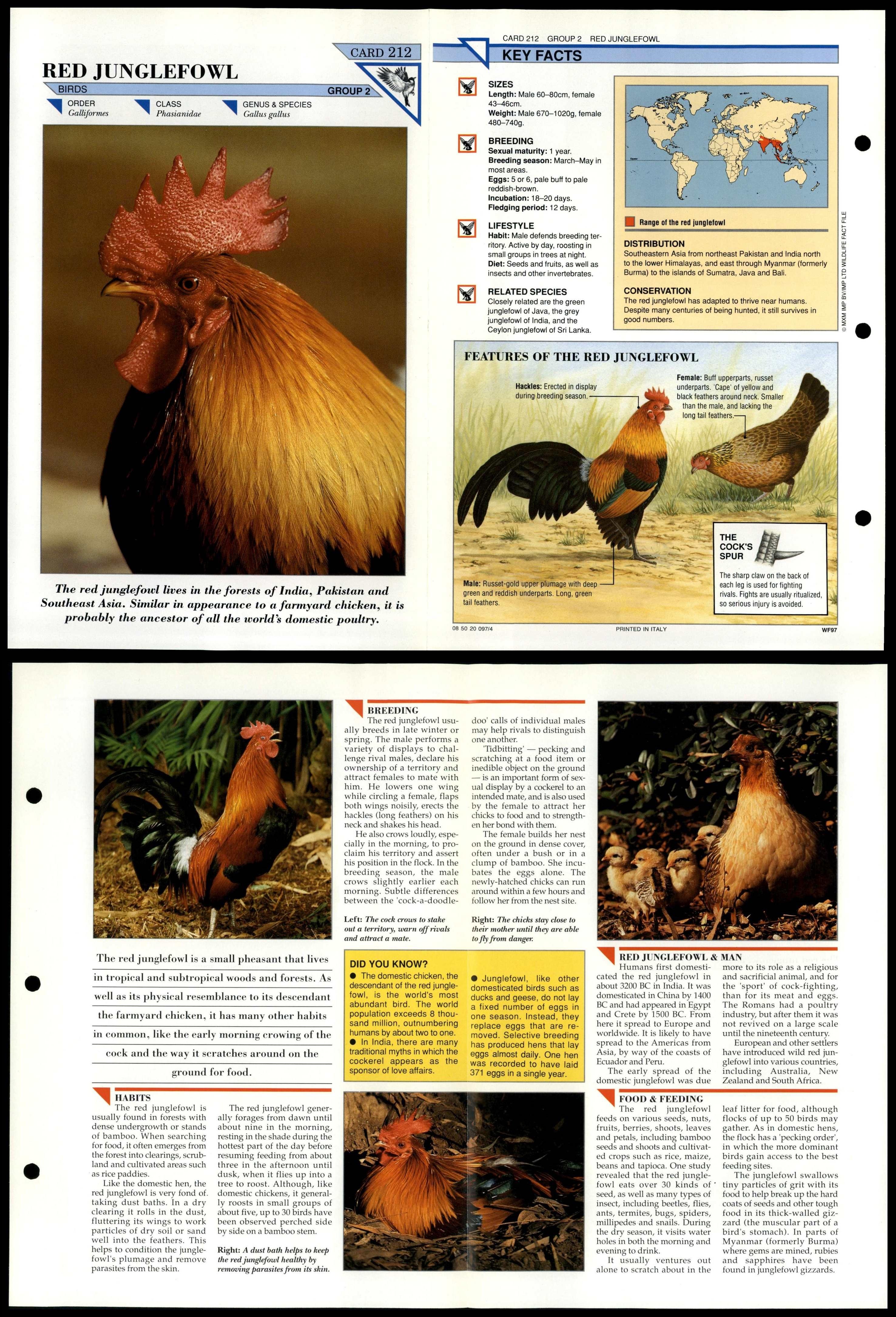 Red Jungle Fowl #212 Birds Wildlife Fact File Fold-Out Card