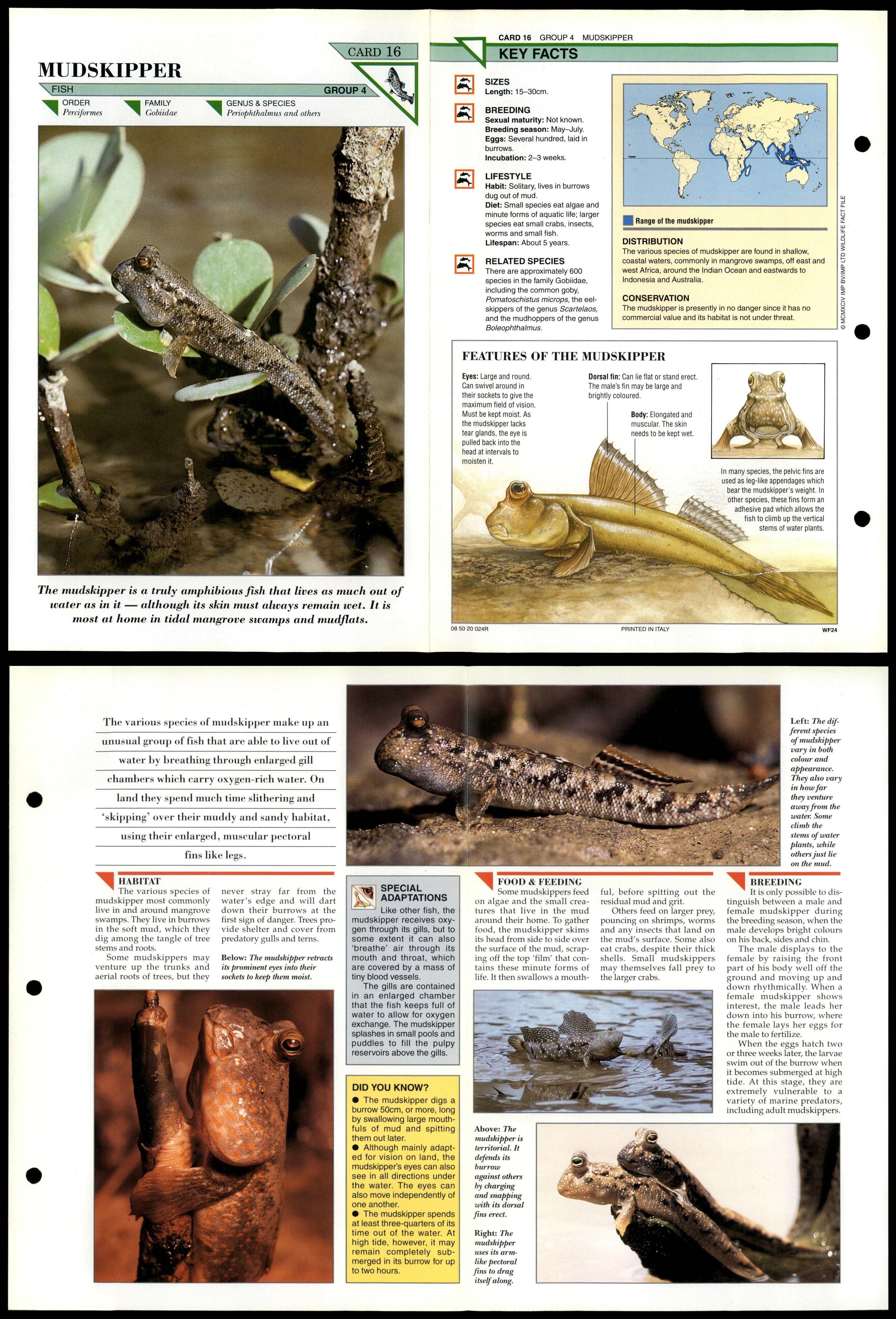 Mudskipper #16 Fish Wildlife Fact File Fold-Out Card - Picture 2 of 2