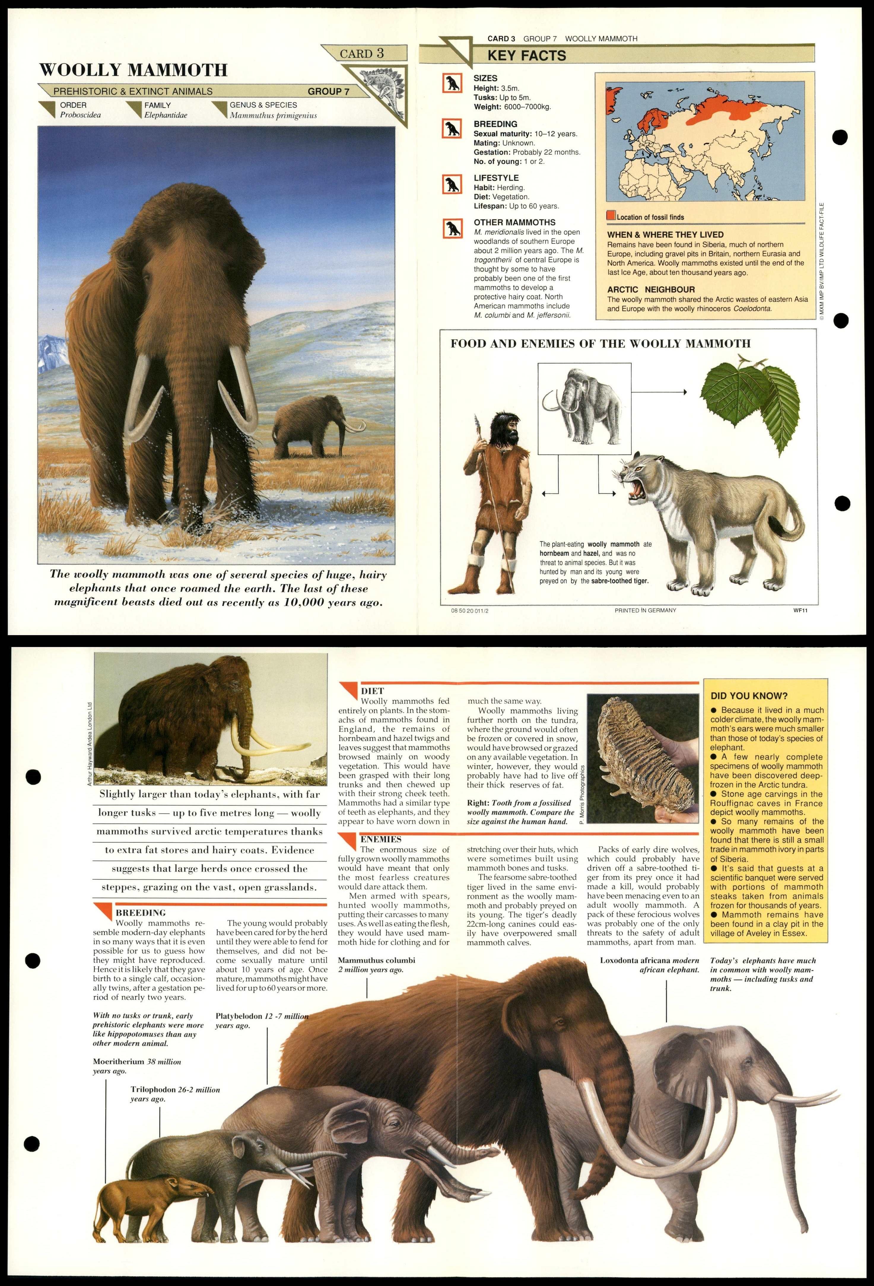 Woolly Mammoth 3 Extinct Wildlife Fact File Fold Out Card