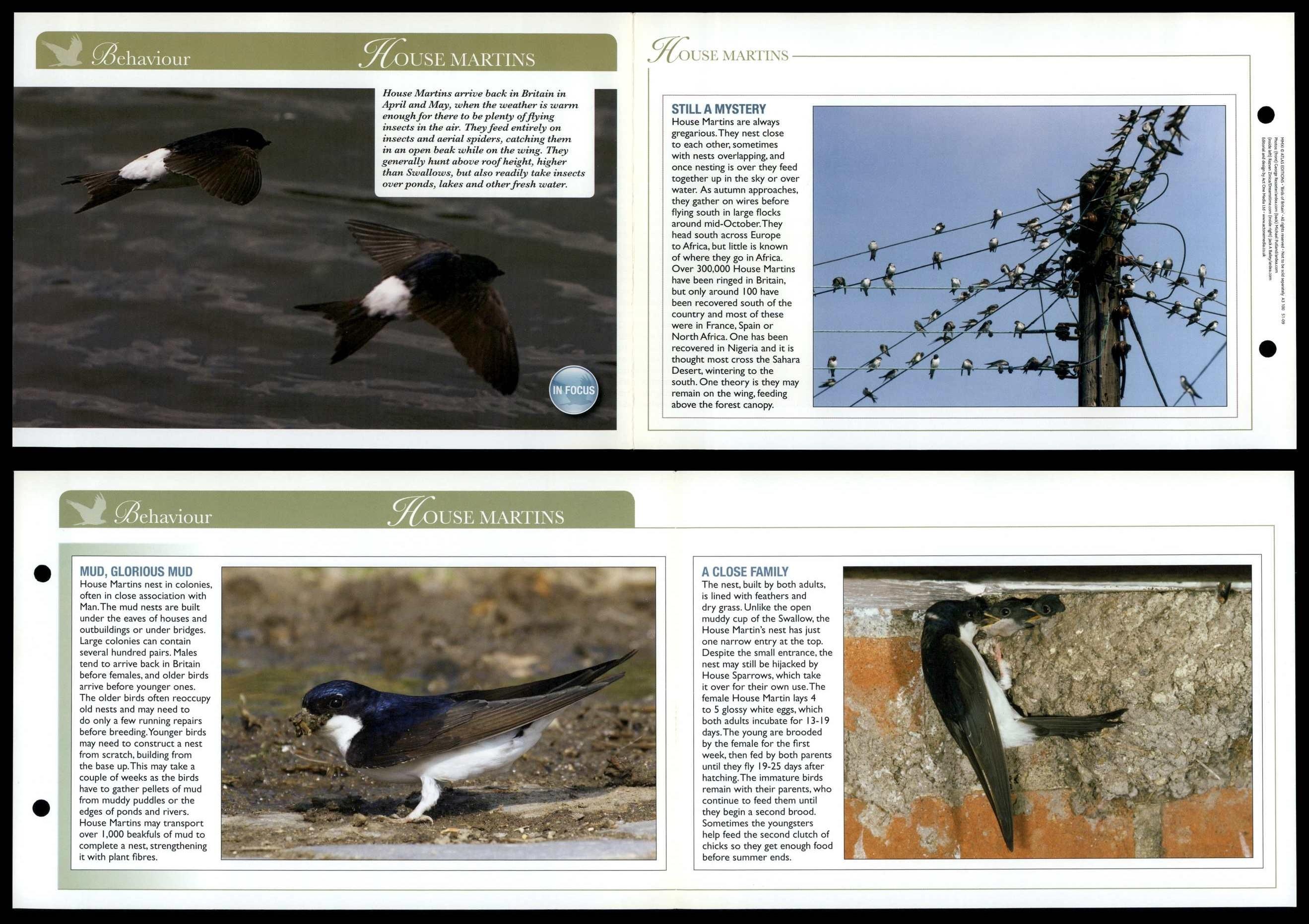 House Martins - Behaviour - Birds Of Britain Atlas Editions Fold Out Card