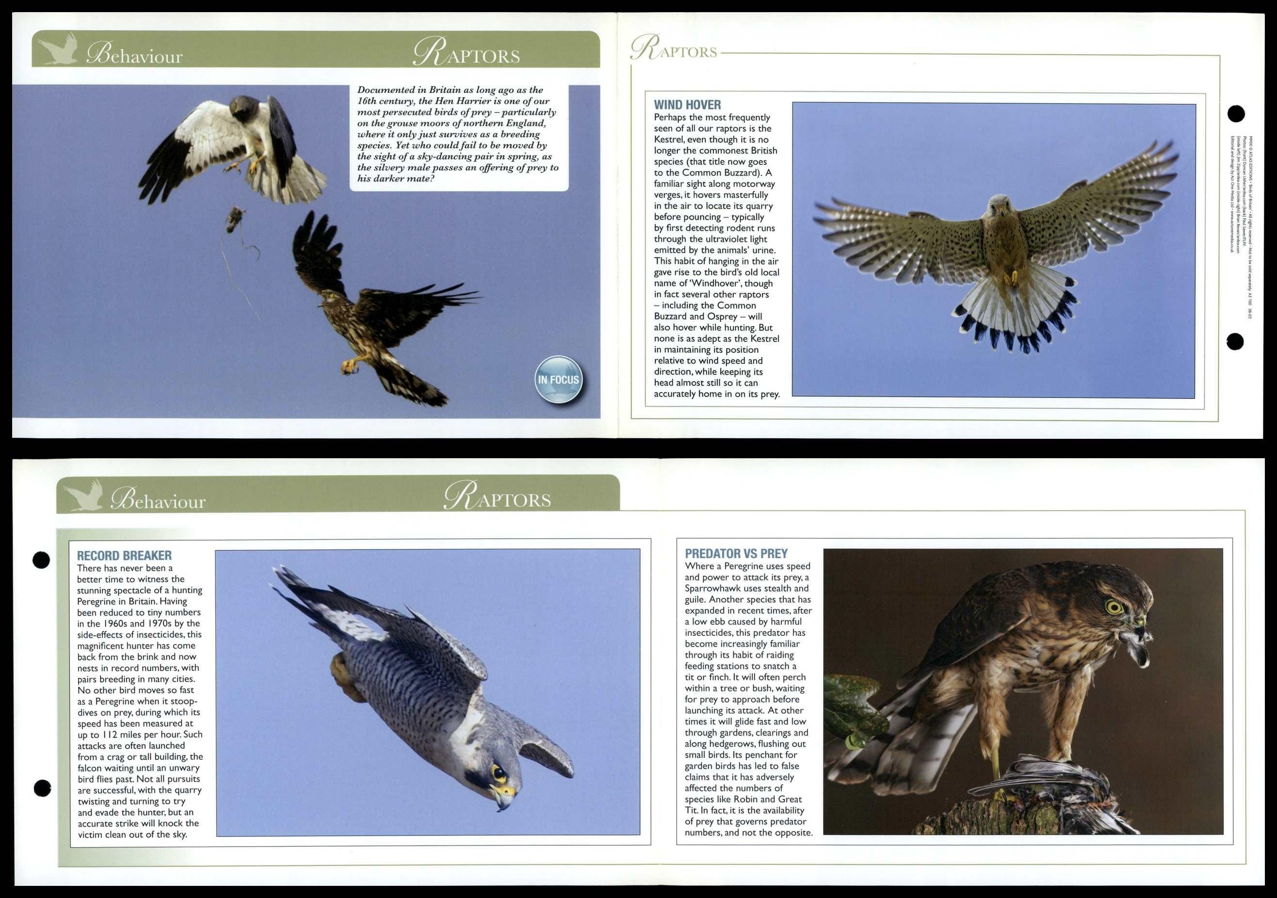 Raptors - Behaviour - Birds Of Britain Atlas Editions Fold Out Card