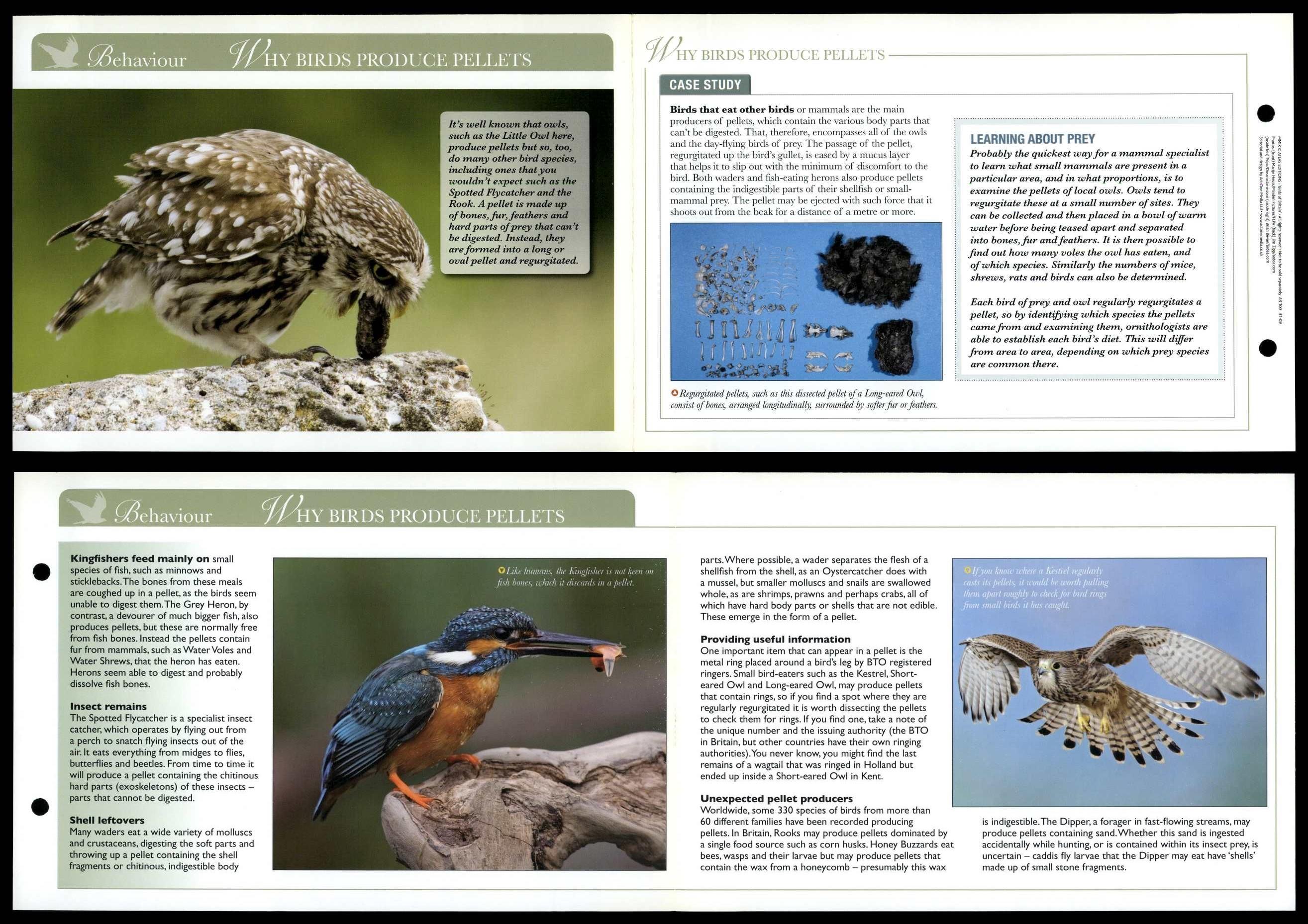 Why Birds Produce Pellets - Behaviour - Birds Of Britain Atlas Editions ...