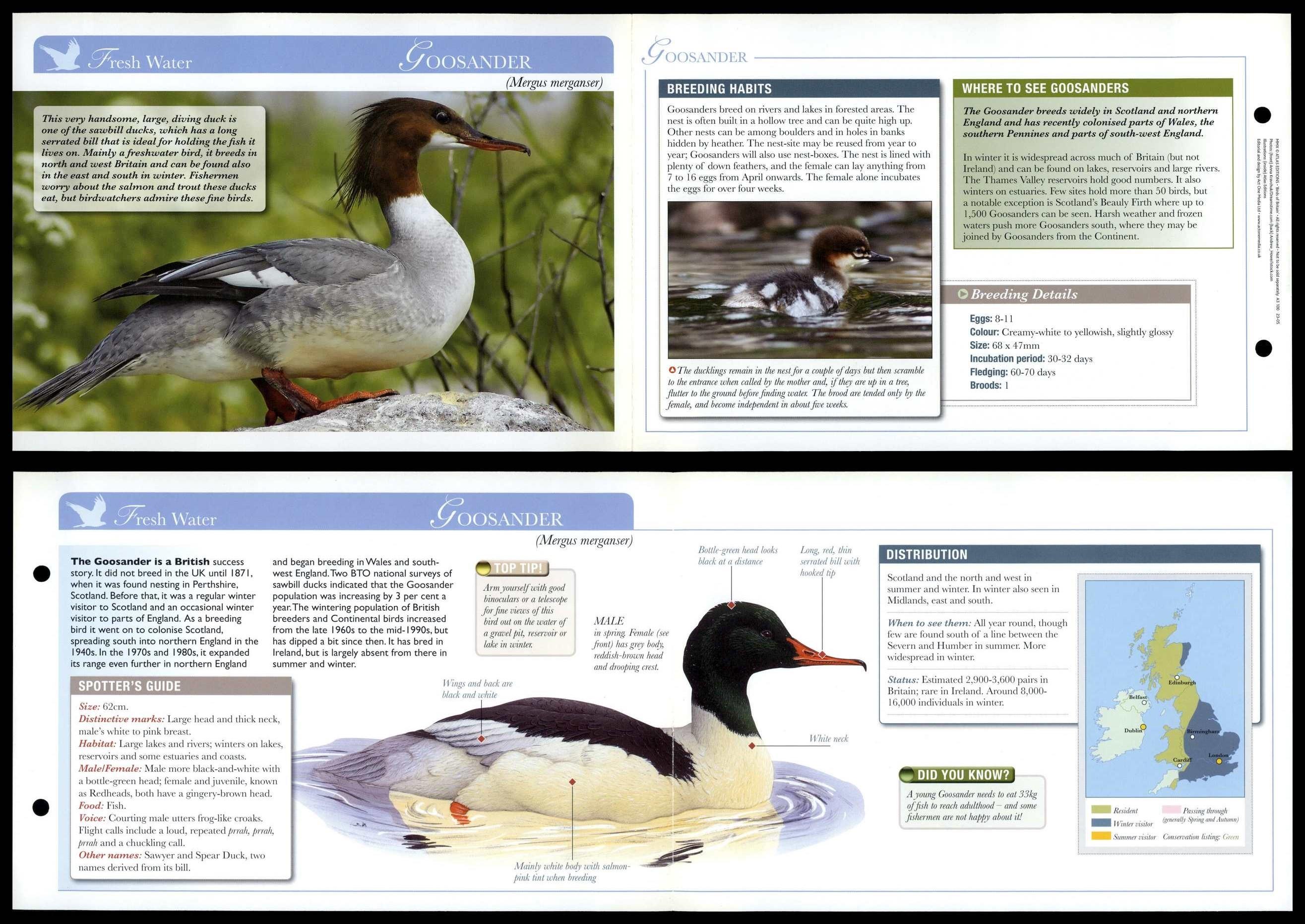 Gooseander - Fresh Water - Birds Of Britain Atlas Editions Fold Out Card