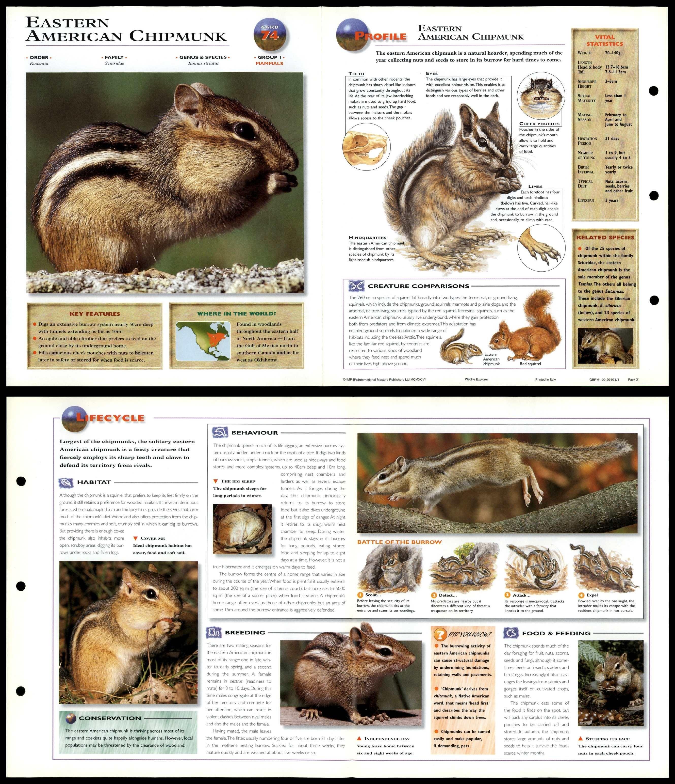 Eastern American Chipmunk 74 Mammals Wildlife Explorer FoldOut Card