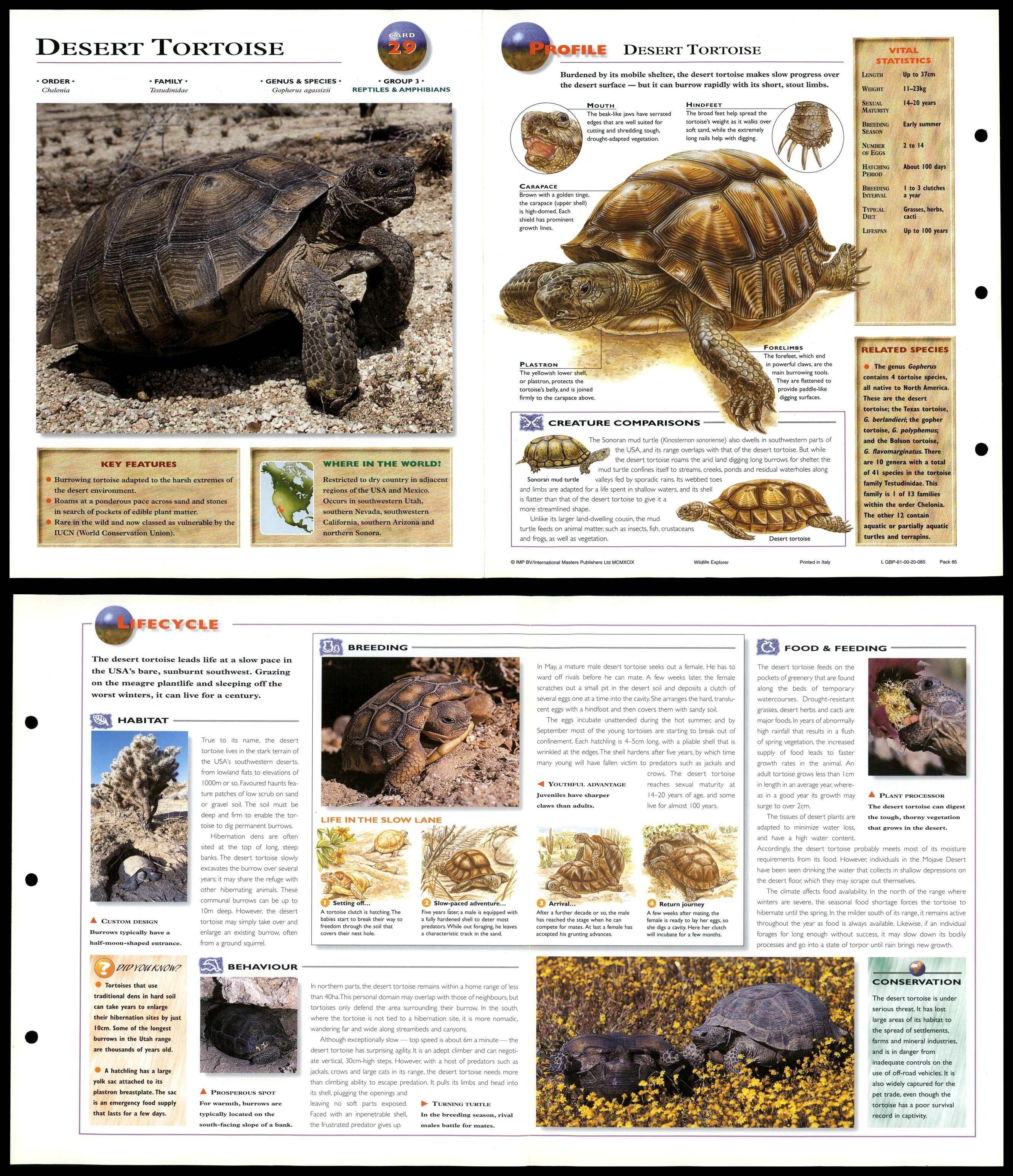 Desert Tortoise #29 Reptiles - Wildlife Explorer Fold-Out Card