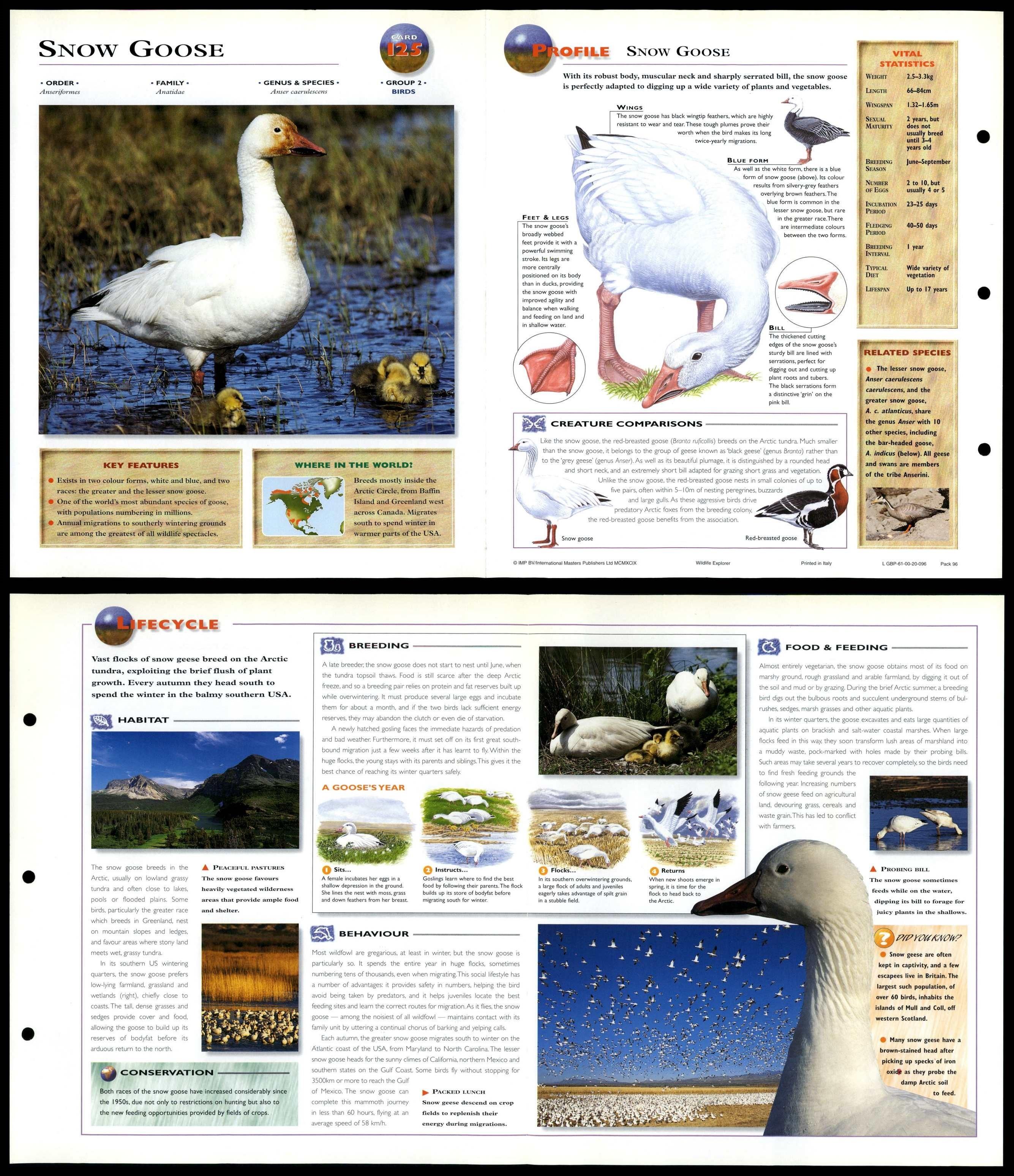 Snow Goose #125 Birds - Wildlife Explorer Fold-Out Card