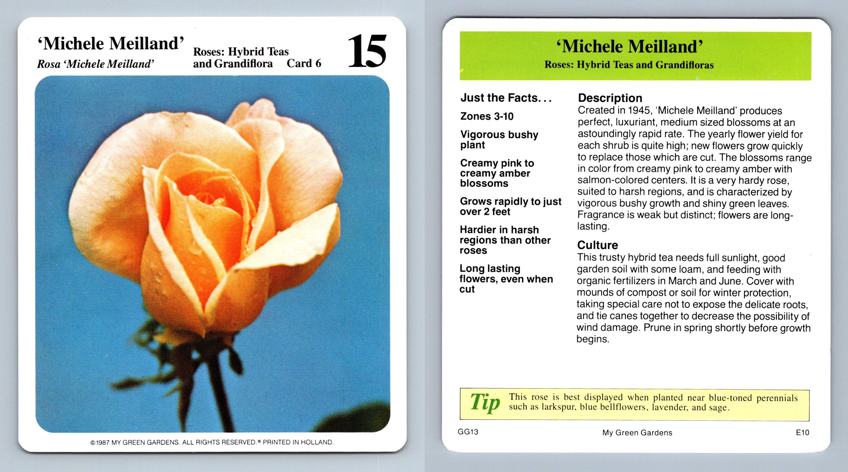 Michele Meilland 6 Roses My Green Gardens 1987 Cardmark Card