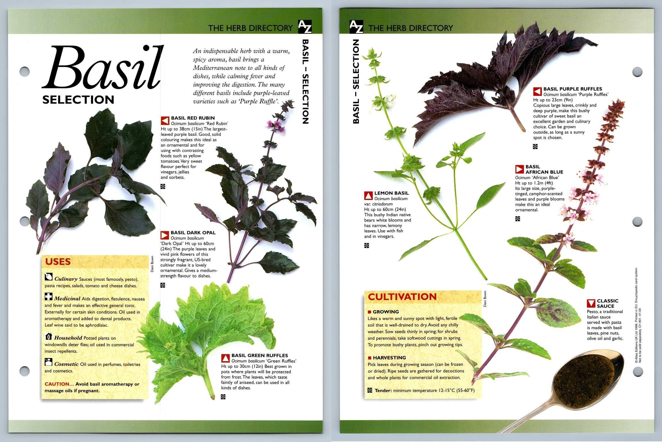 Basil Selection Directory Secret World Of Herbs Fact File Card