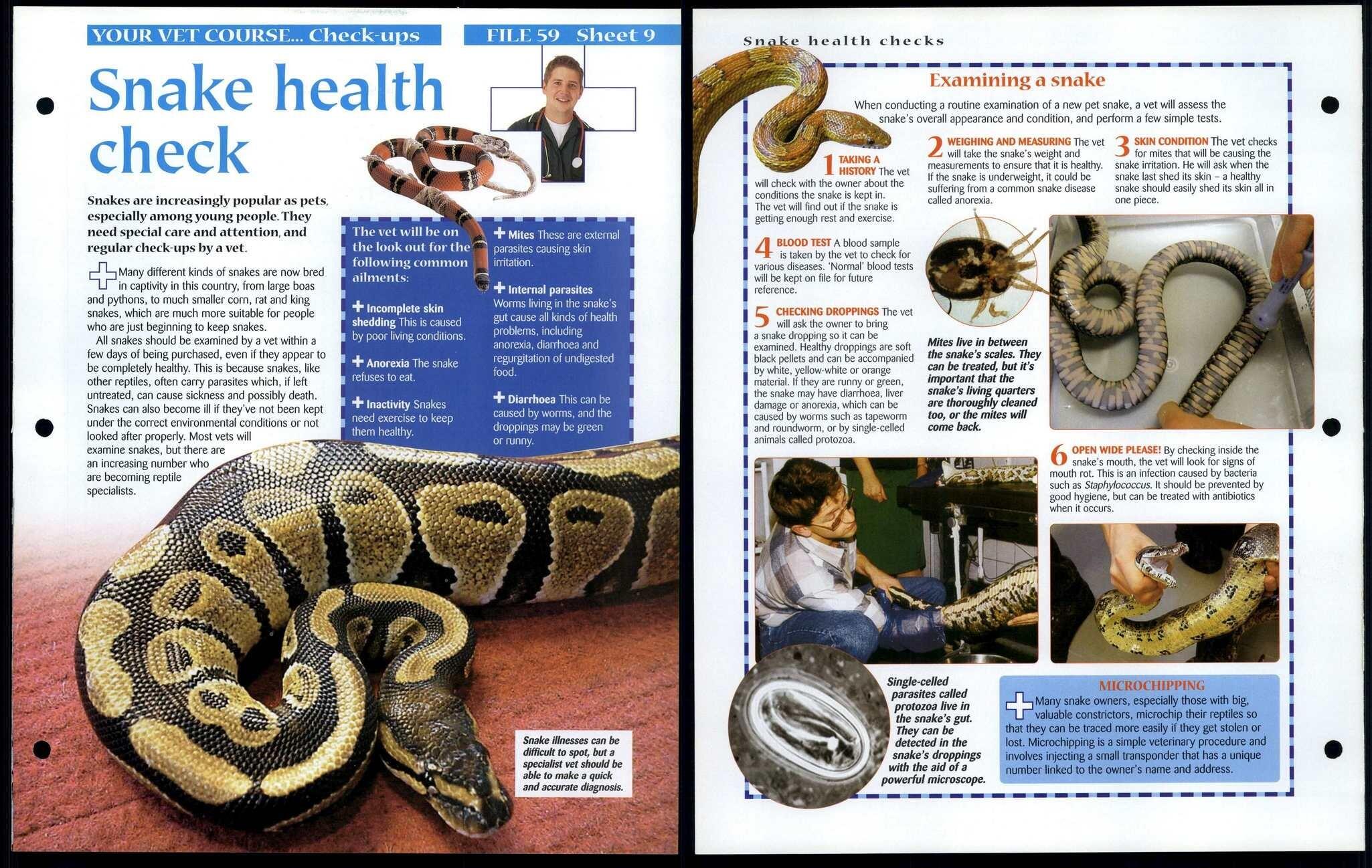 Snake Health Check #9 Vet Course Animals, Animals, Animals Fact File Page
