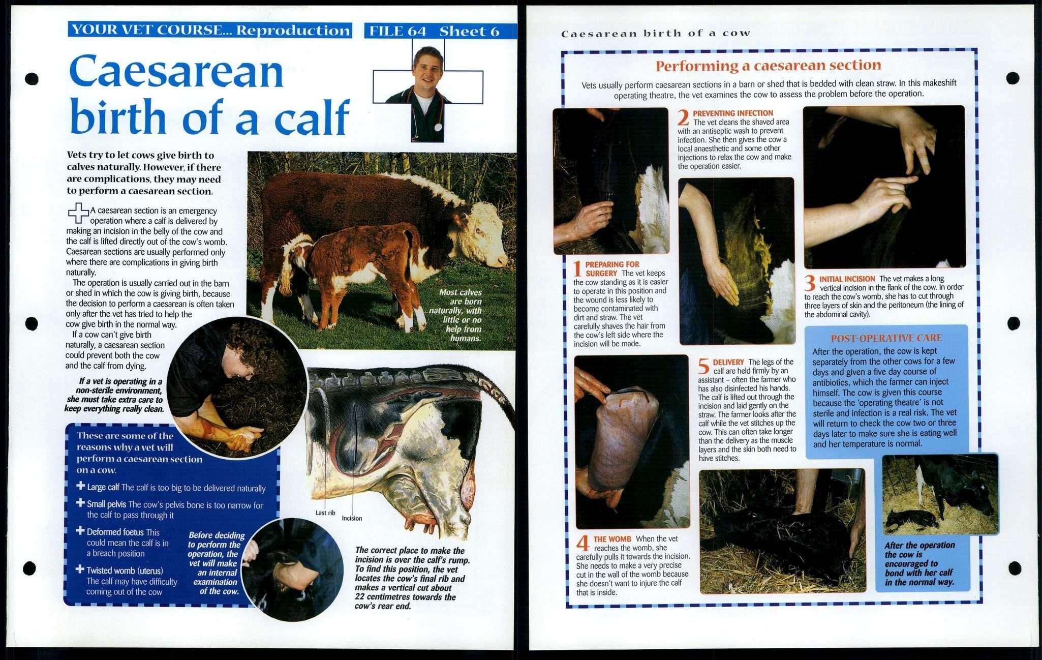 Caesarean Calf 6 Vet Course Animals Animals Animals Fact File Page