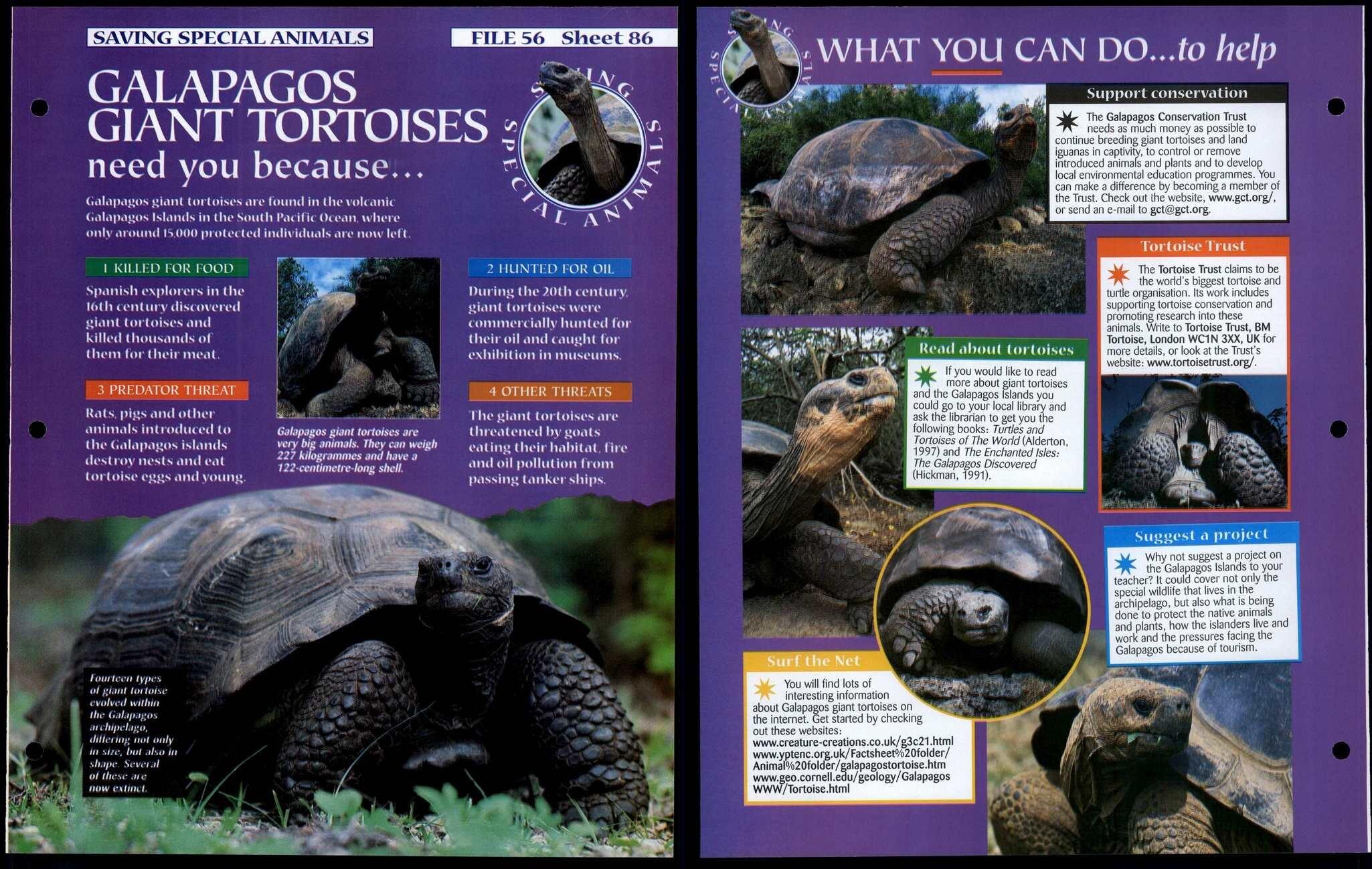 Galapagos Giant Tortoises #86 Saving Special Animals, Animals, Animals