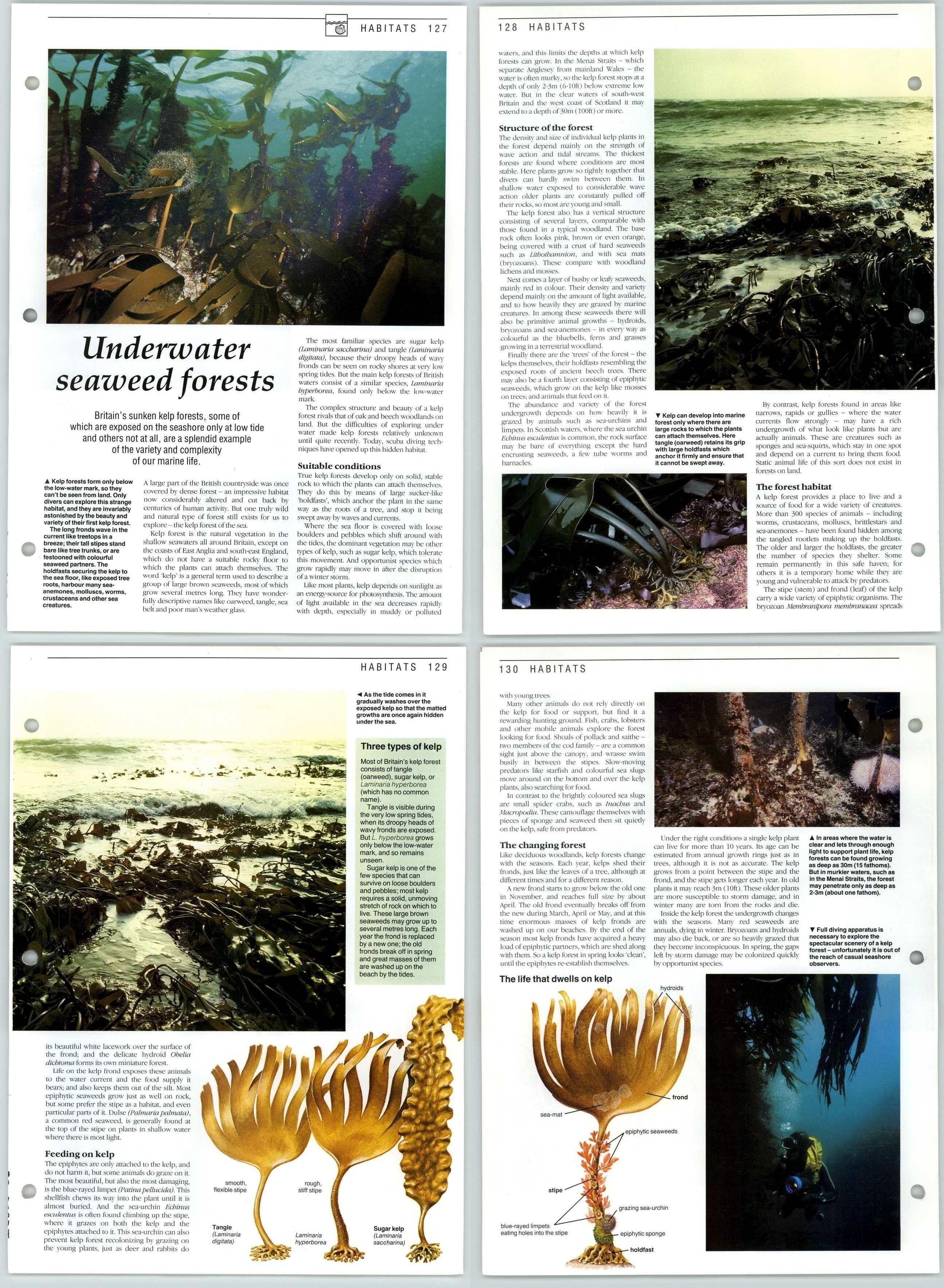 Underwater Seaweed Forests - Habitats - The Living Countryside 2 Pages